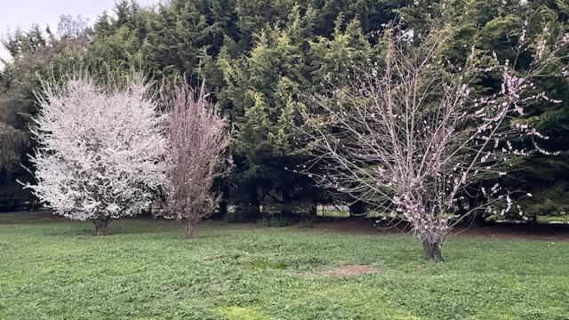Mobile Home photo 3