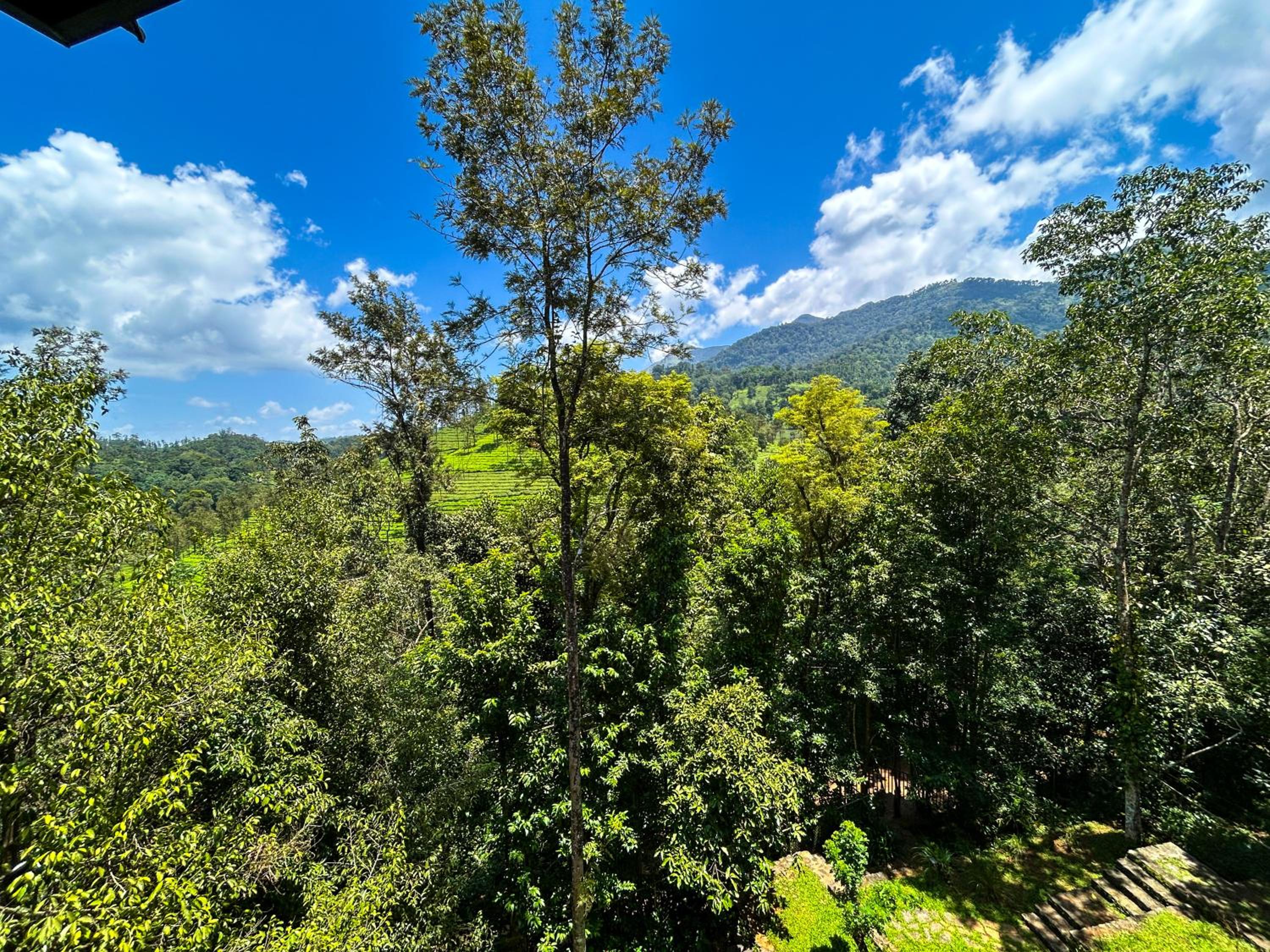 Tea Garden & Mountain View with Balcony - Photo 2
