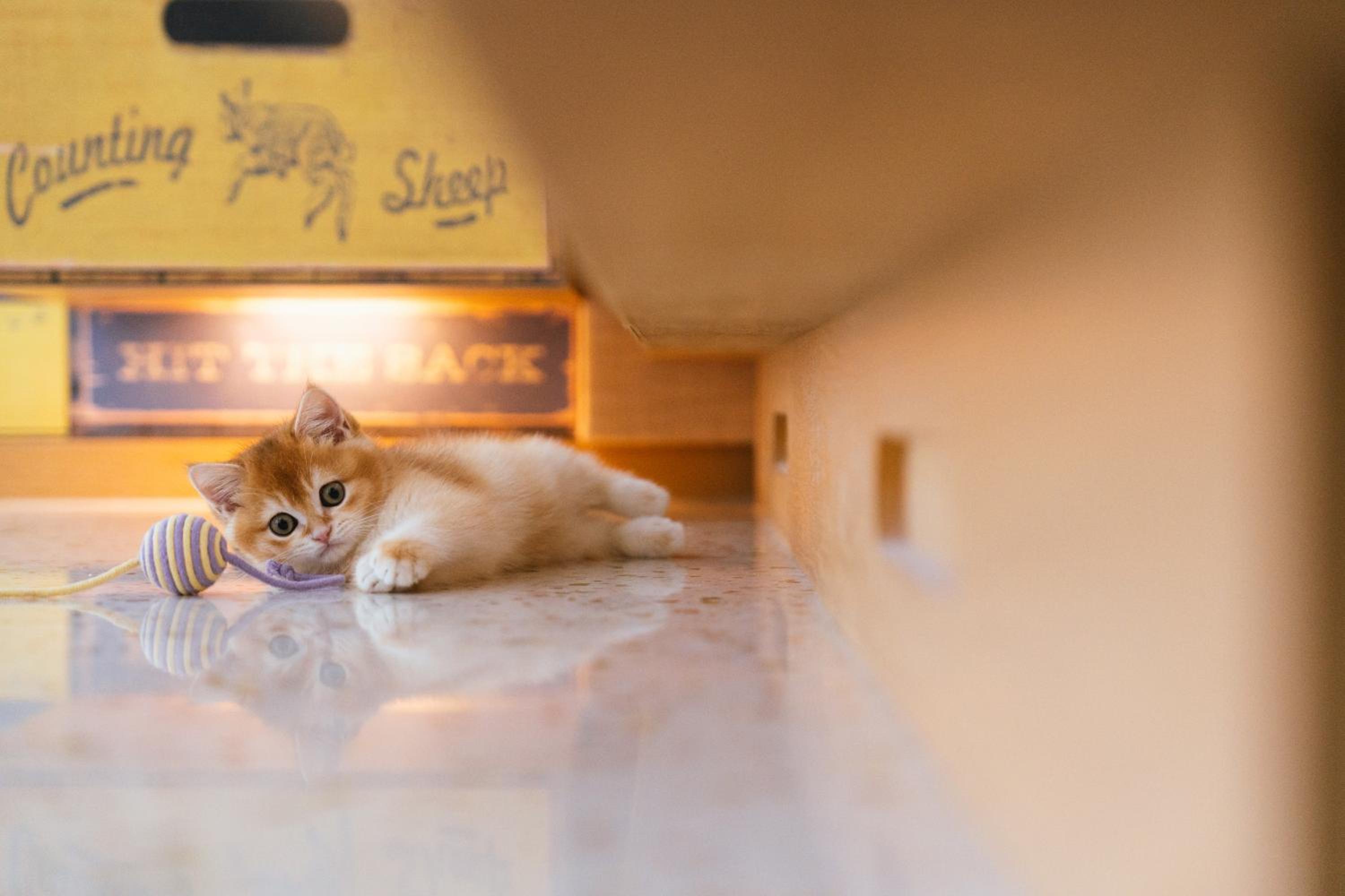 Pet Friendly Double Room