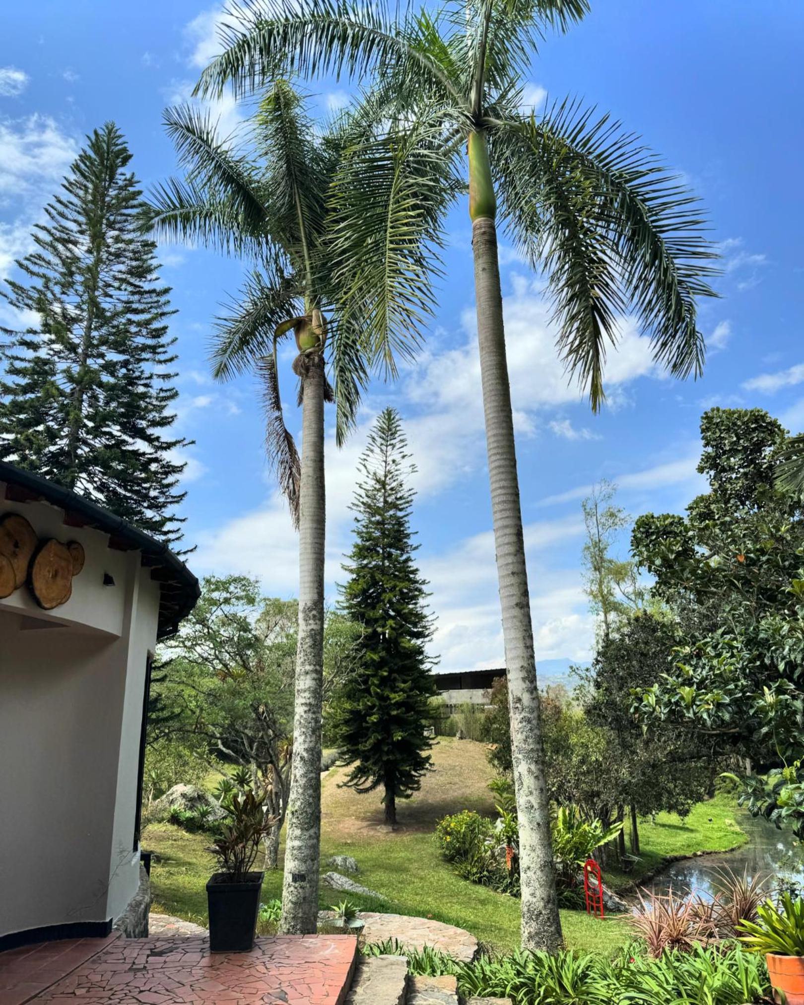 Superior Villa photo 2