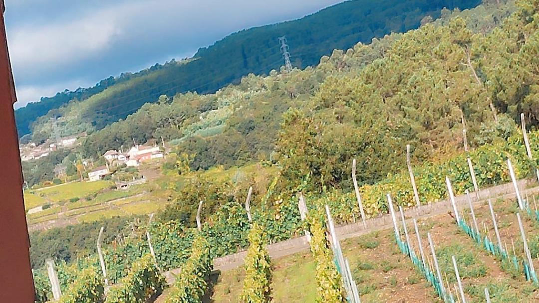 Double Room with Vineyard View and shared bathroom photo 3