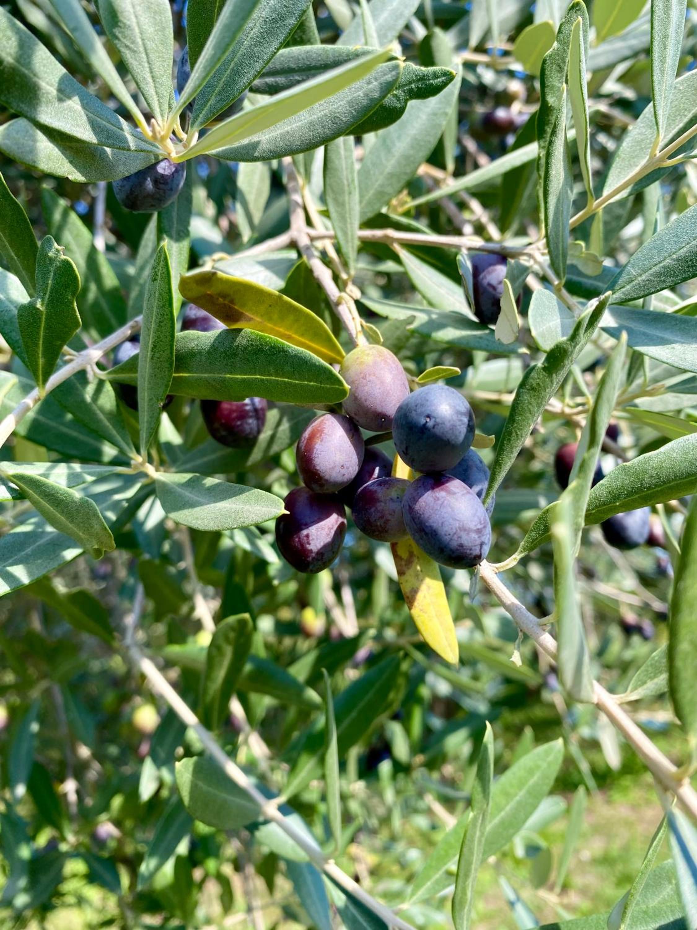 Agri-alloggio le Poscole Al Canton, Billede 22