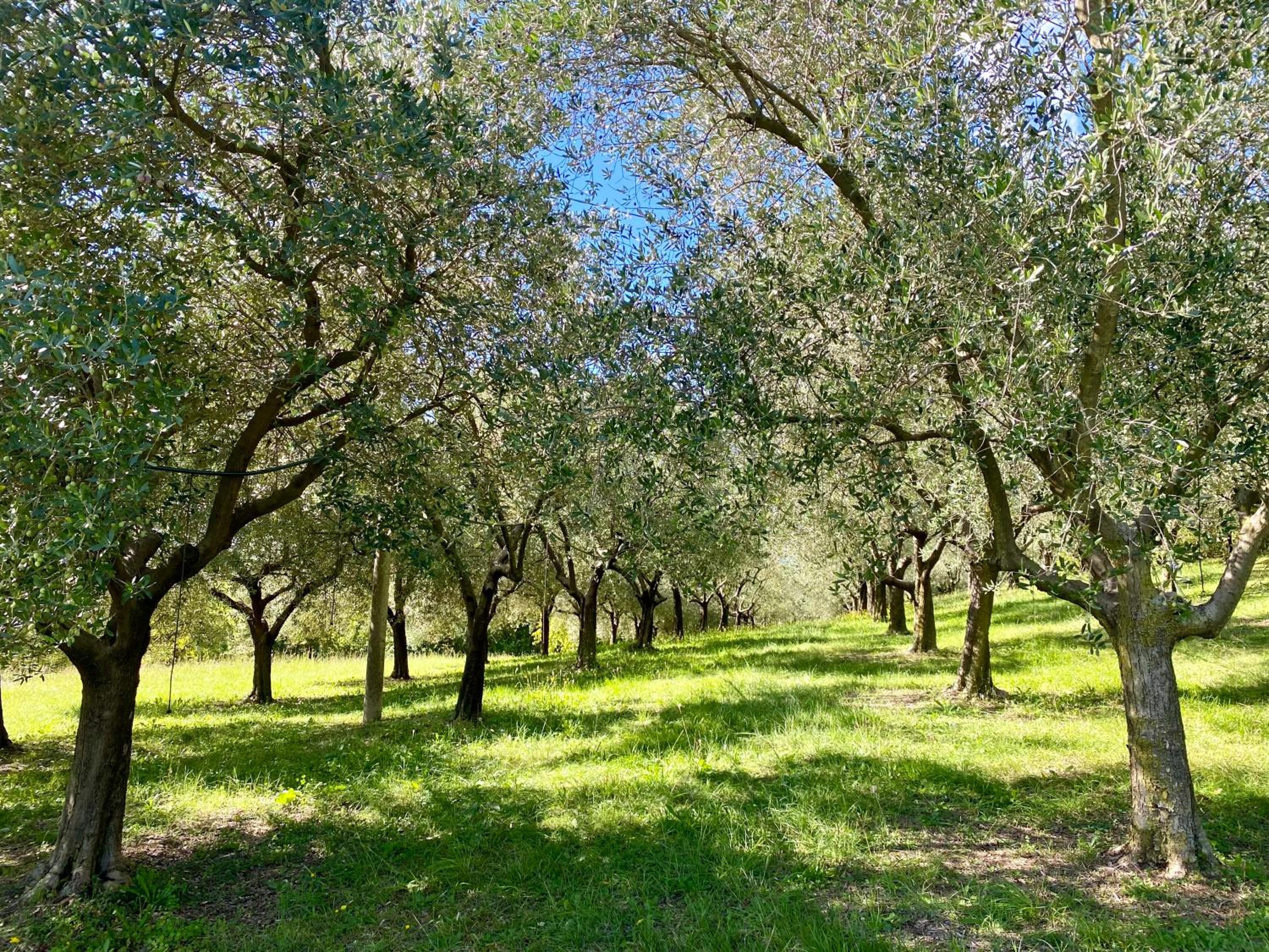 Agri-alloggio le Poscole Al Canton, Billede 19