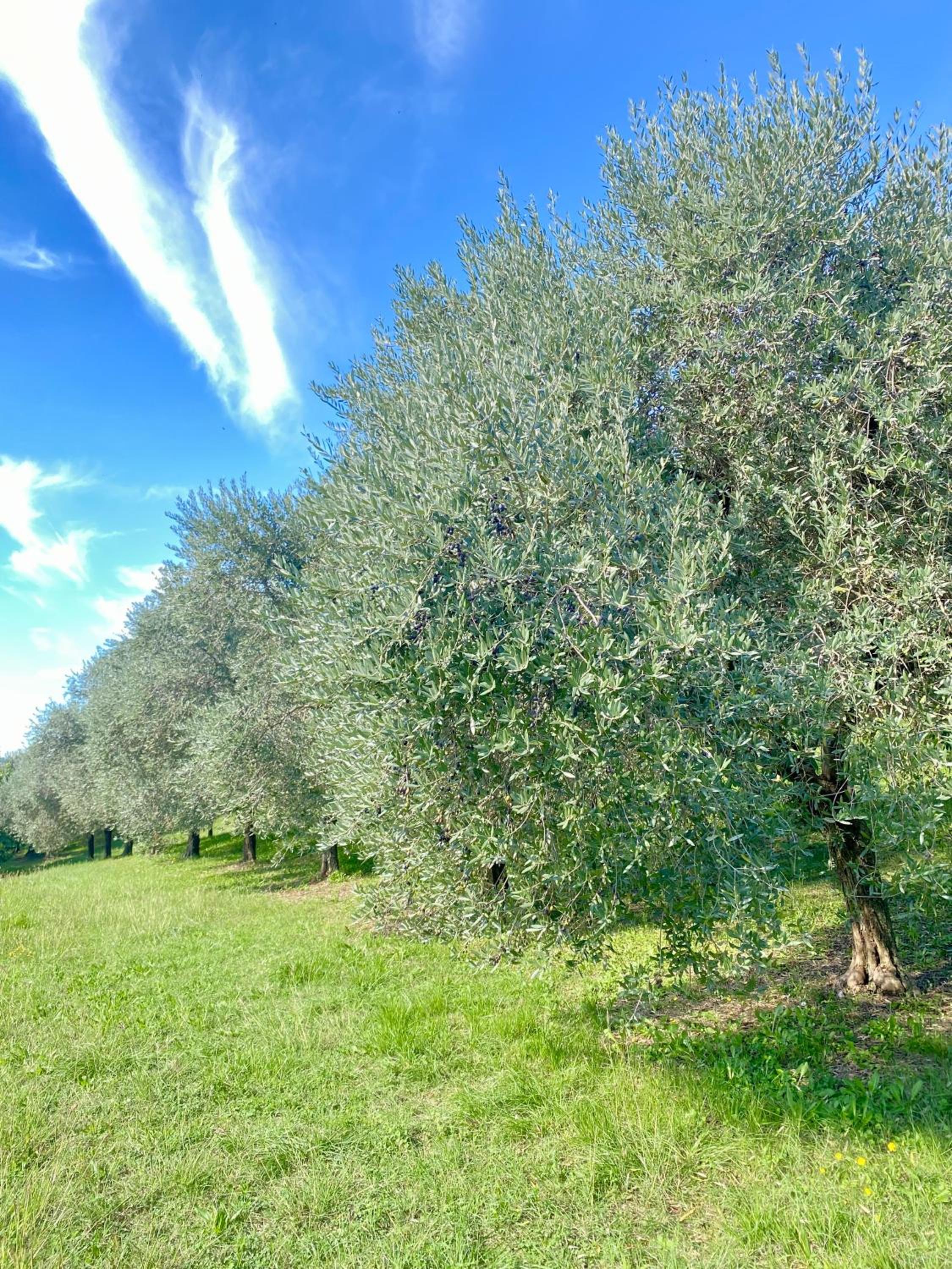 Agri-alloggio le Poscole Al Canton, Billede 50