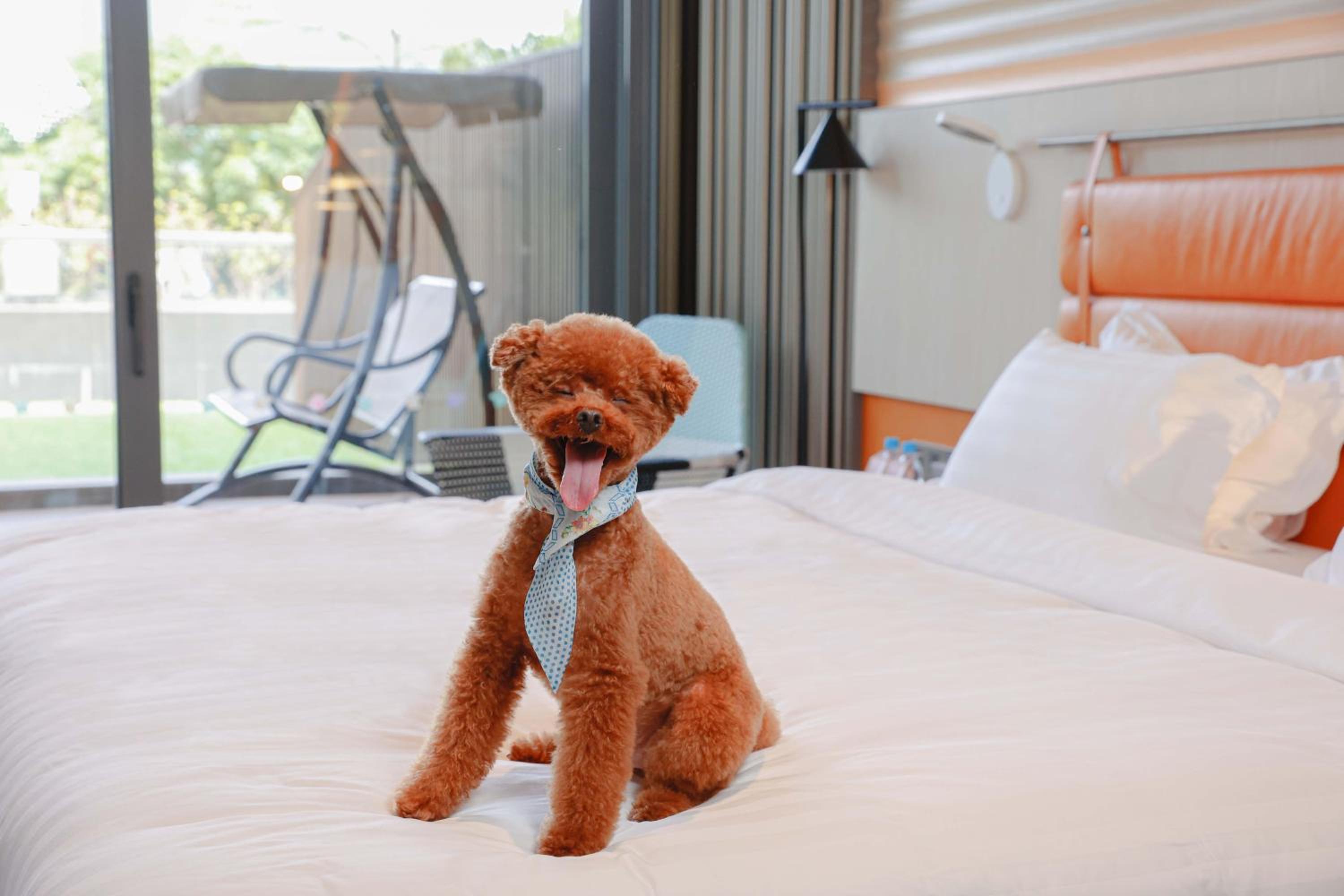 Premium Twin Room with Terrace Access - Dog-Friendly Premium Twin Room with Terrace Access - Dog-Friendly