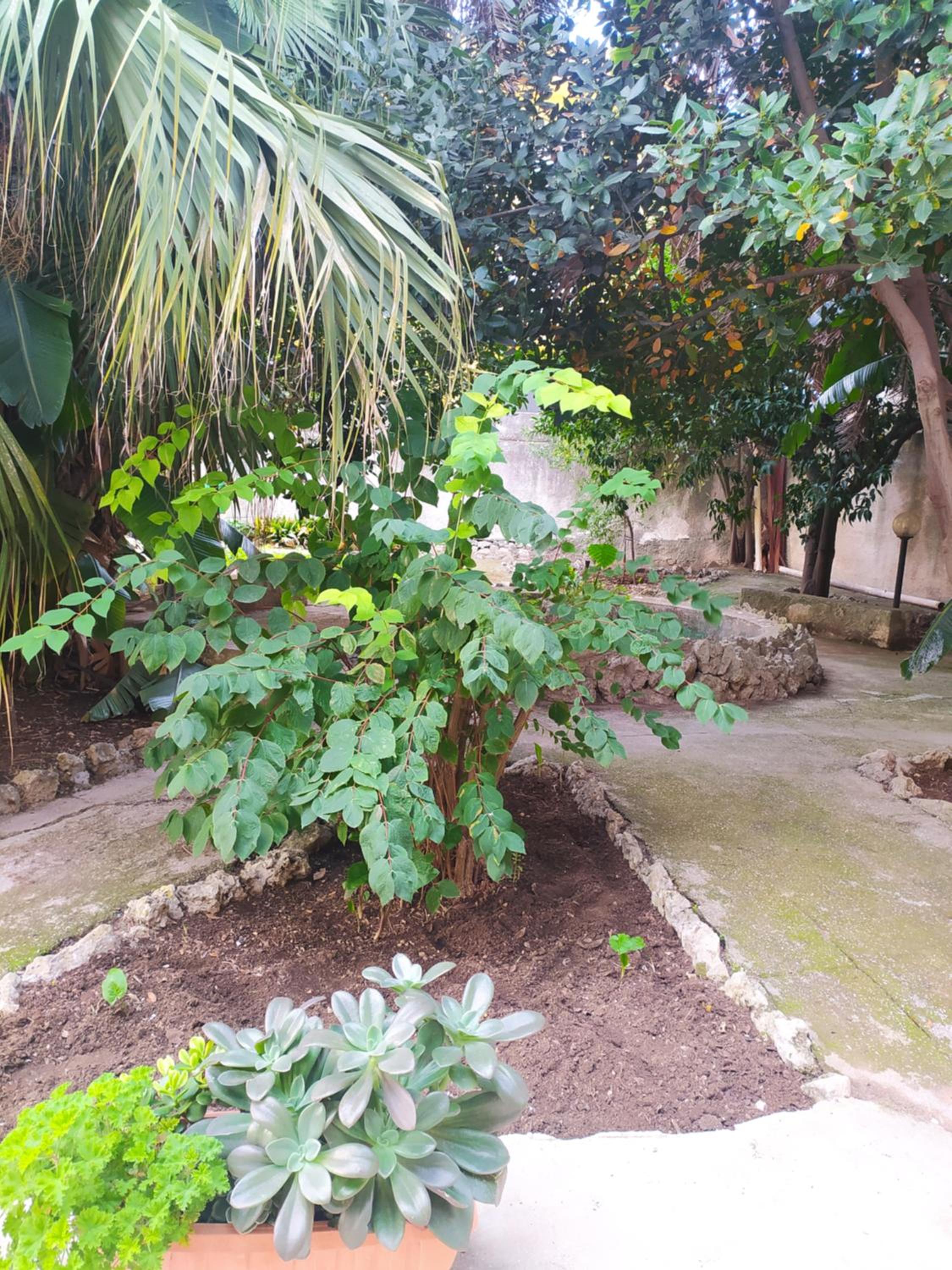 Studio with Garden View photo 3