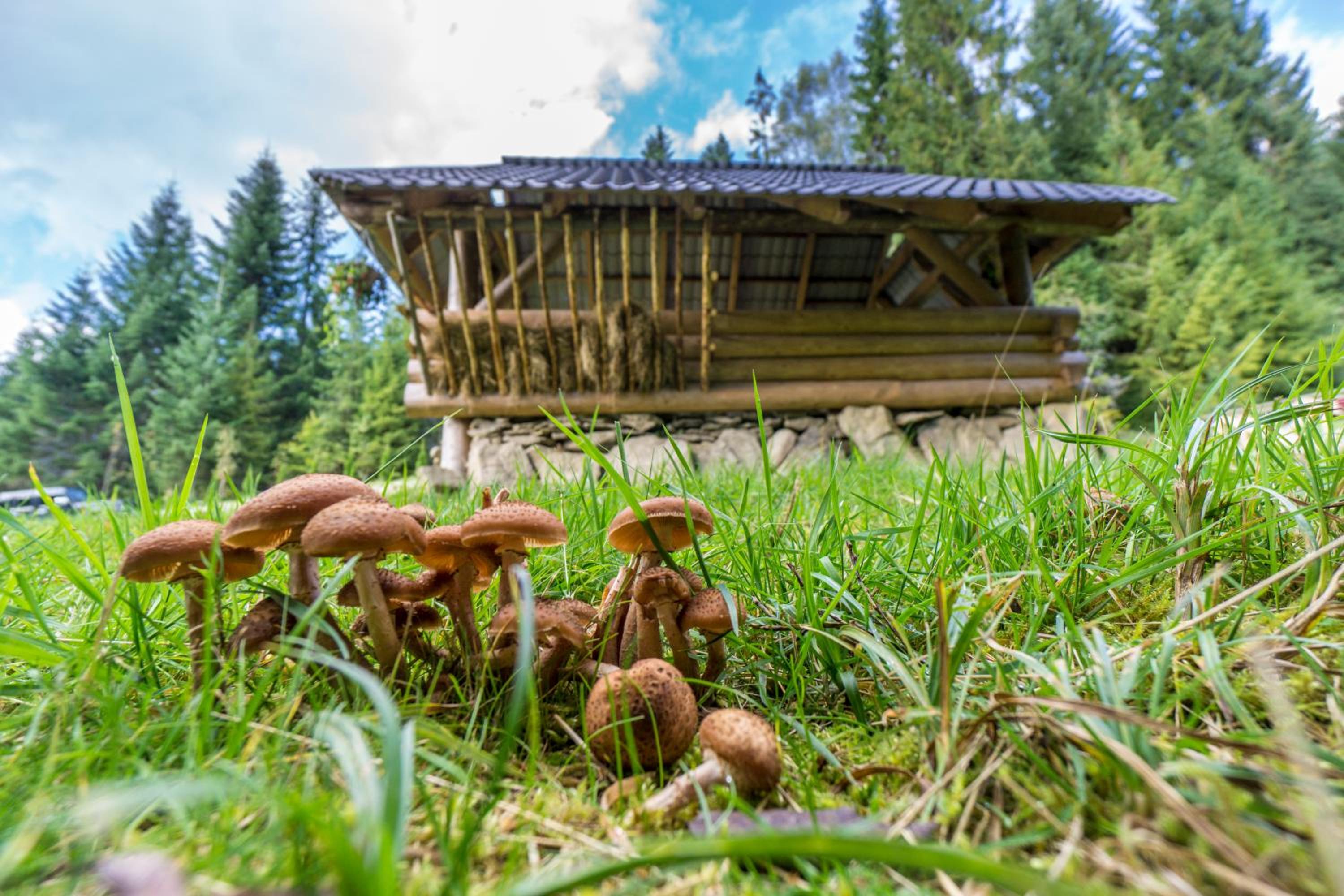 Two-Bedroom Chalet - Photo 136