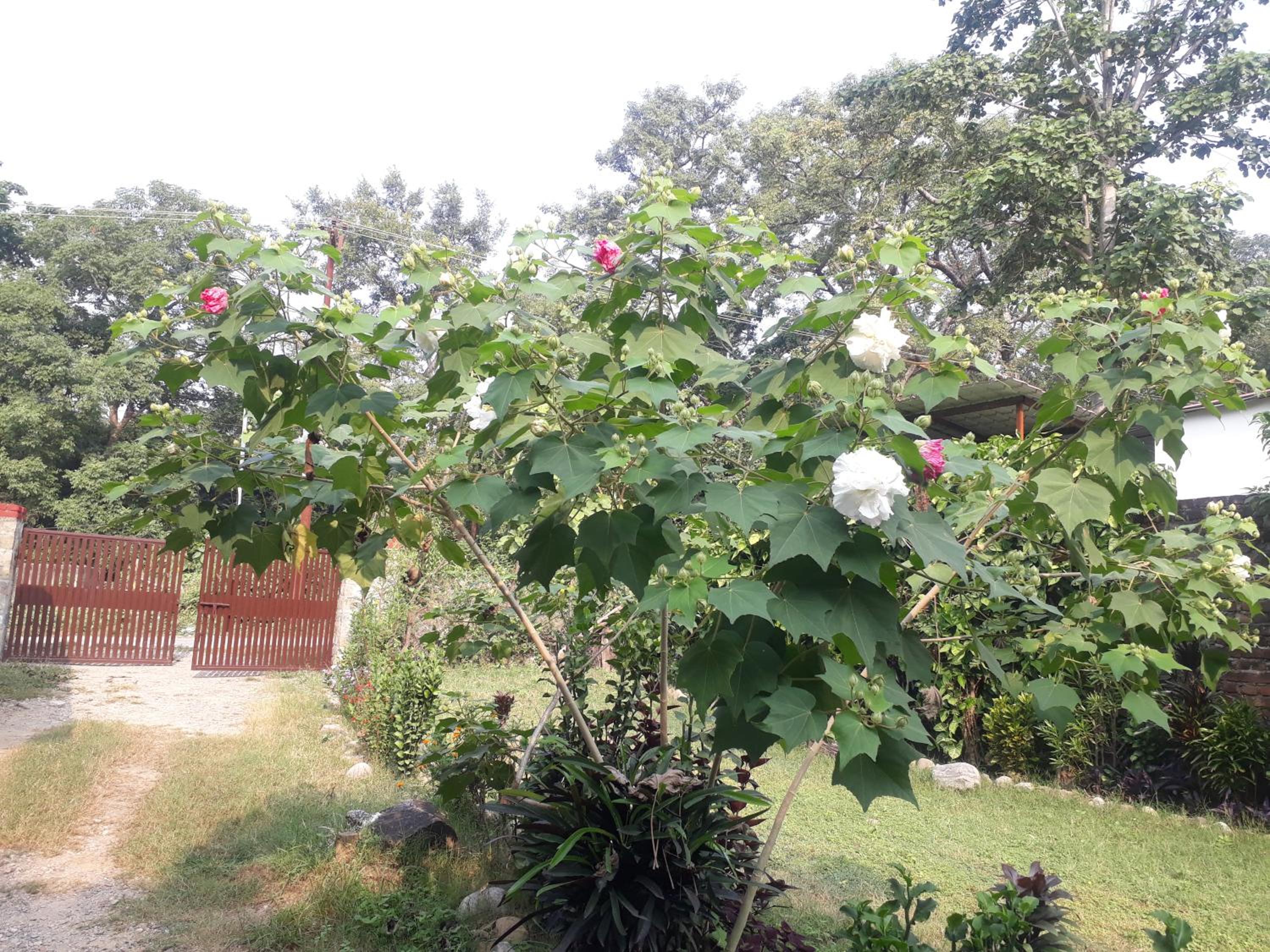 Double Room with Garden View photo 2
