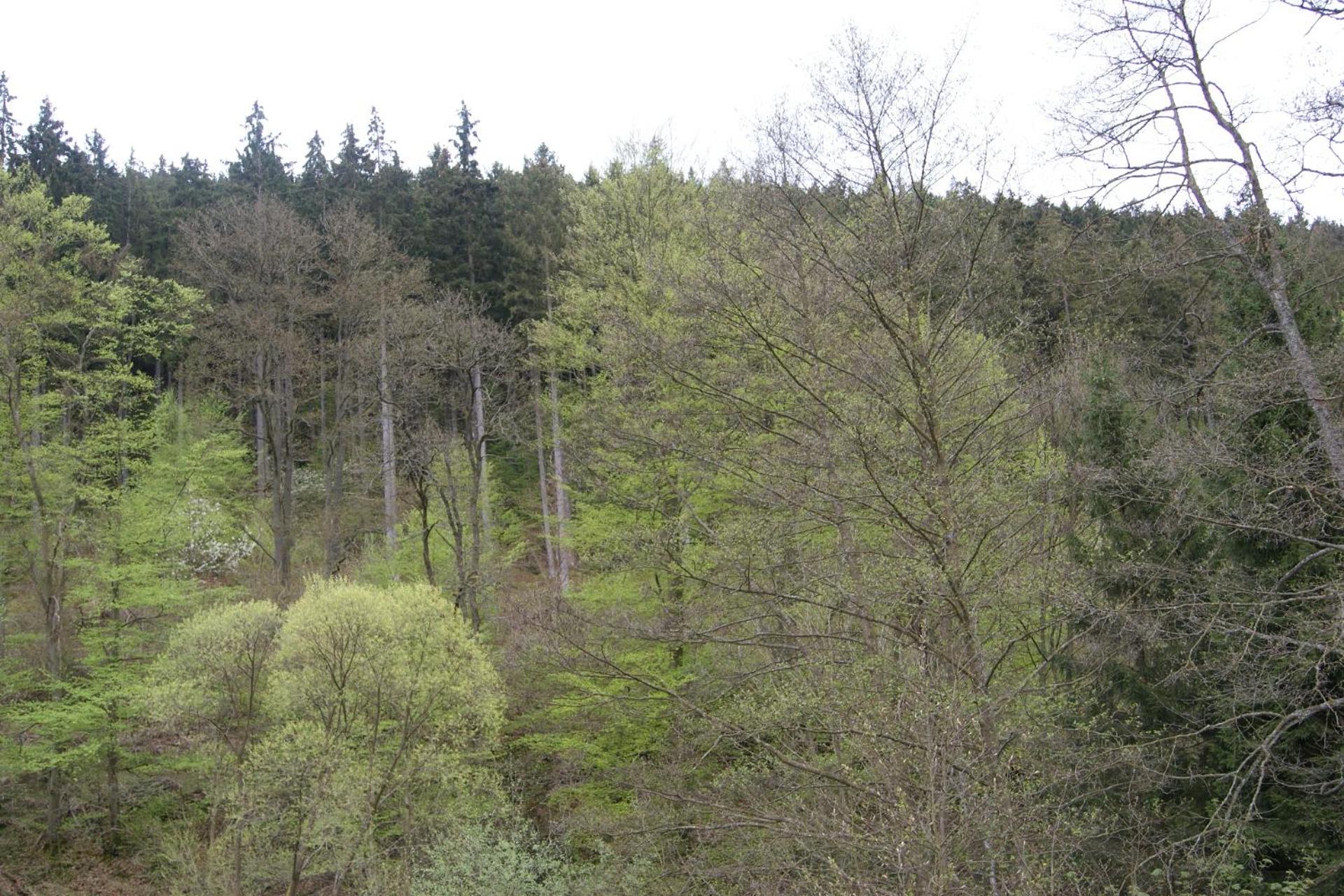 Apartment Bachblick 5 photo 2