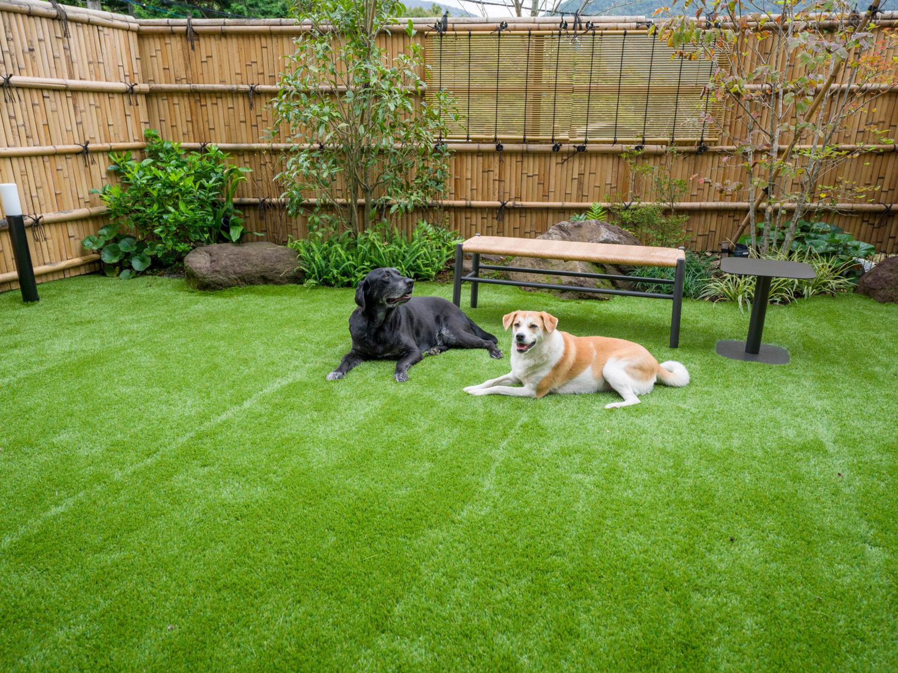 [D]2 Queen Beds + Japanese Futon Area (Dog-Friendly) - Photo 18