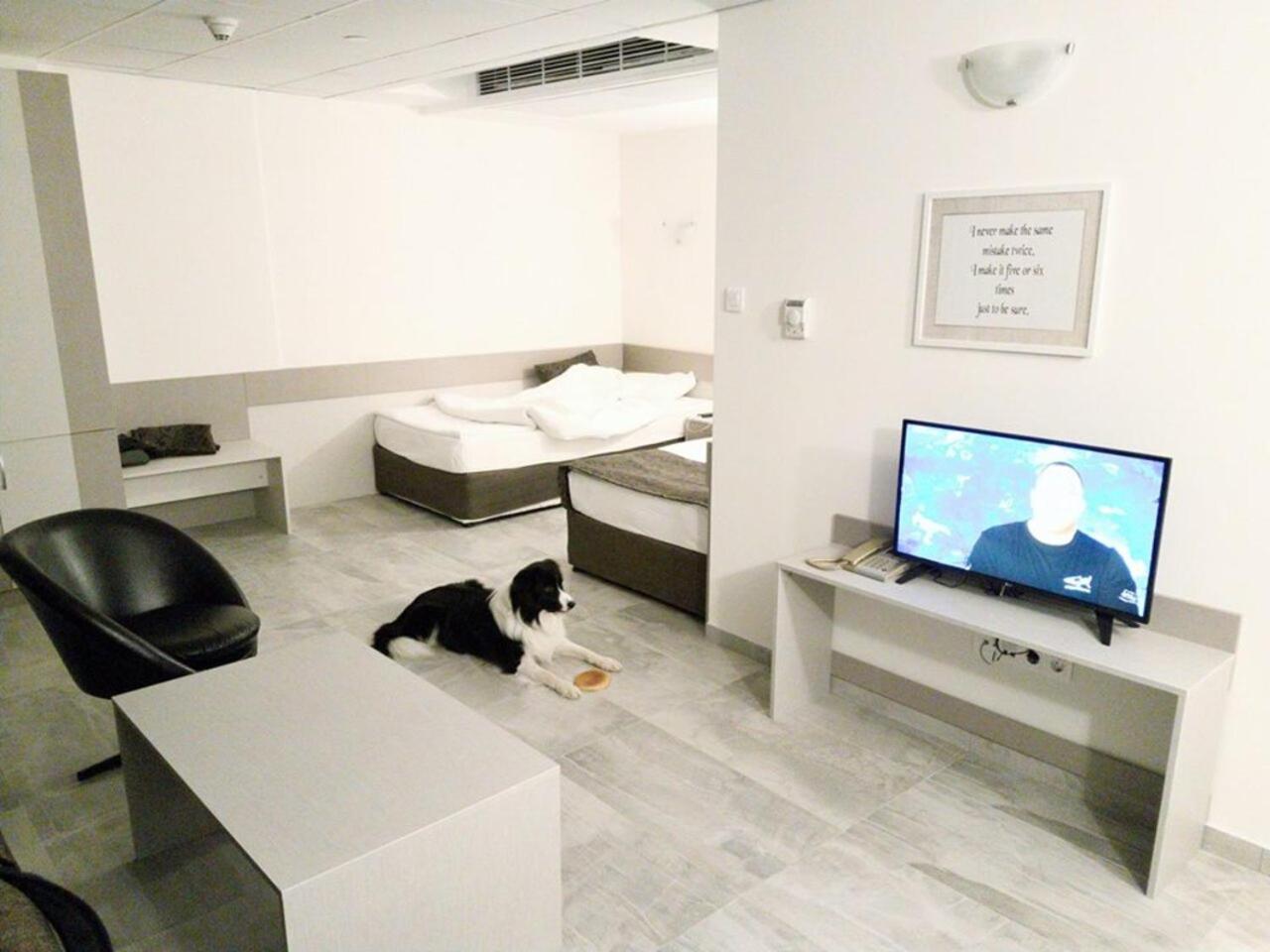 Junior Suite - Pet Friendly