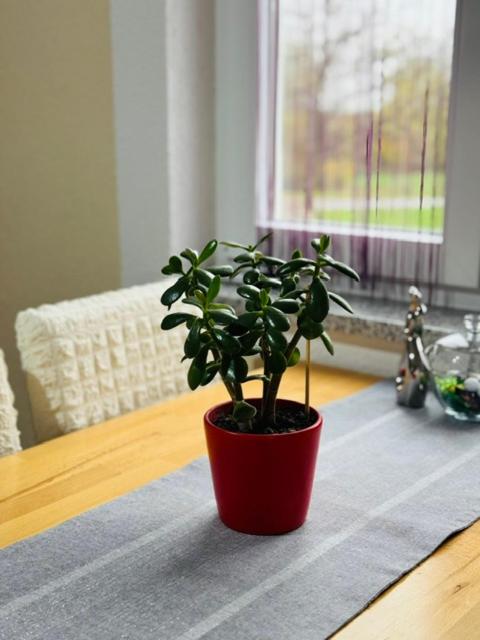 Apartment with Balcony - Photo 15