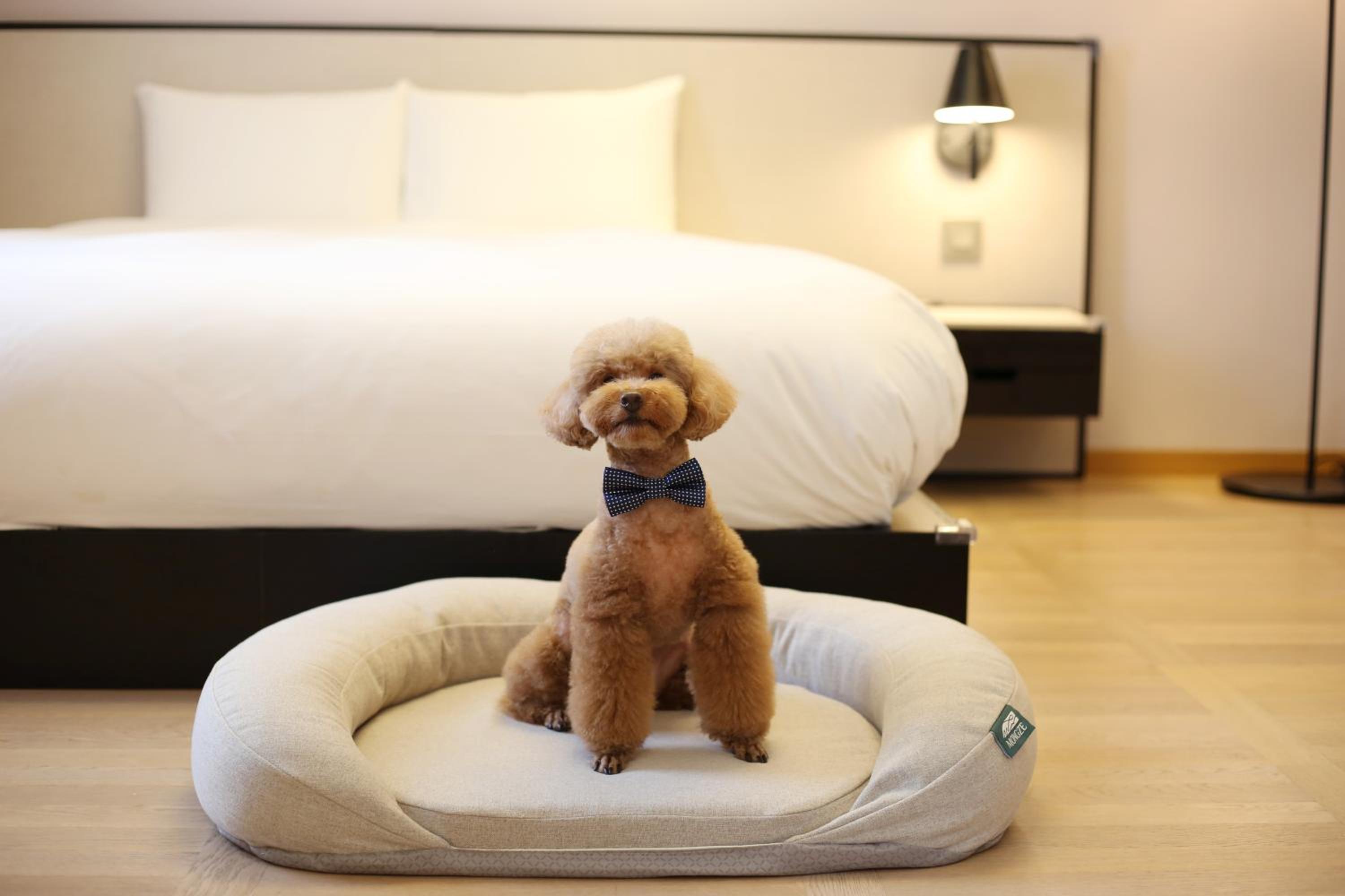 Pet Heritage Suite Ondol Room