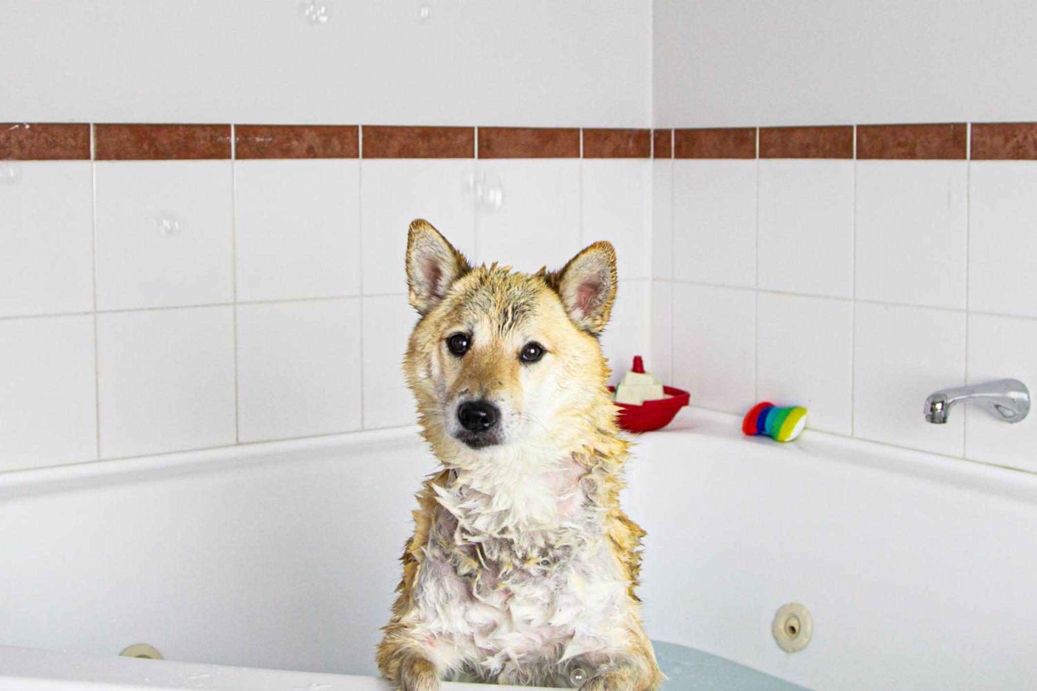 Furry Whānau Doggy Stays - Ground Floor Deluxe Twin