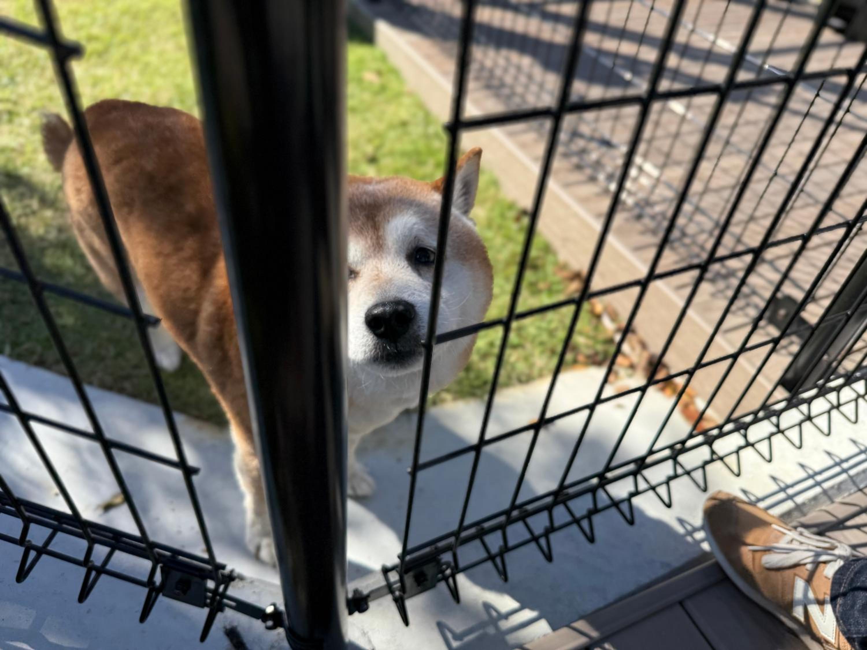 Dog Hotel Shirahama ドッグホテル シラハマ, Foto 102