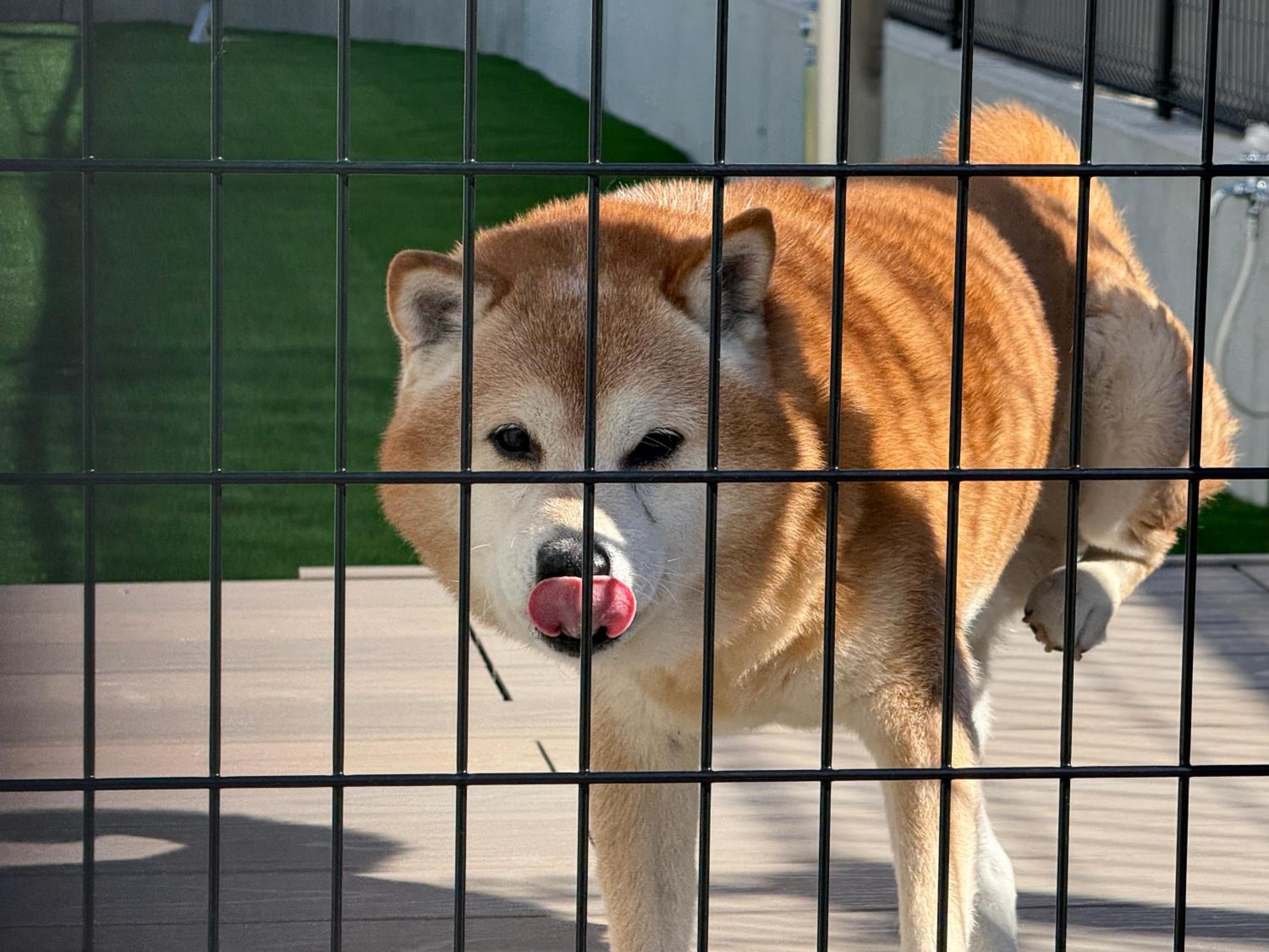 Dog Hotel Shirahama ドッグホテル シラハマ, Foto 67