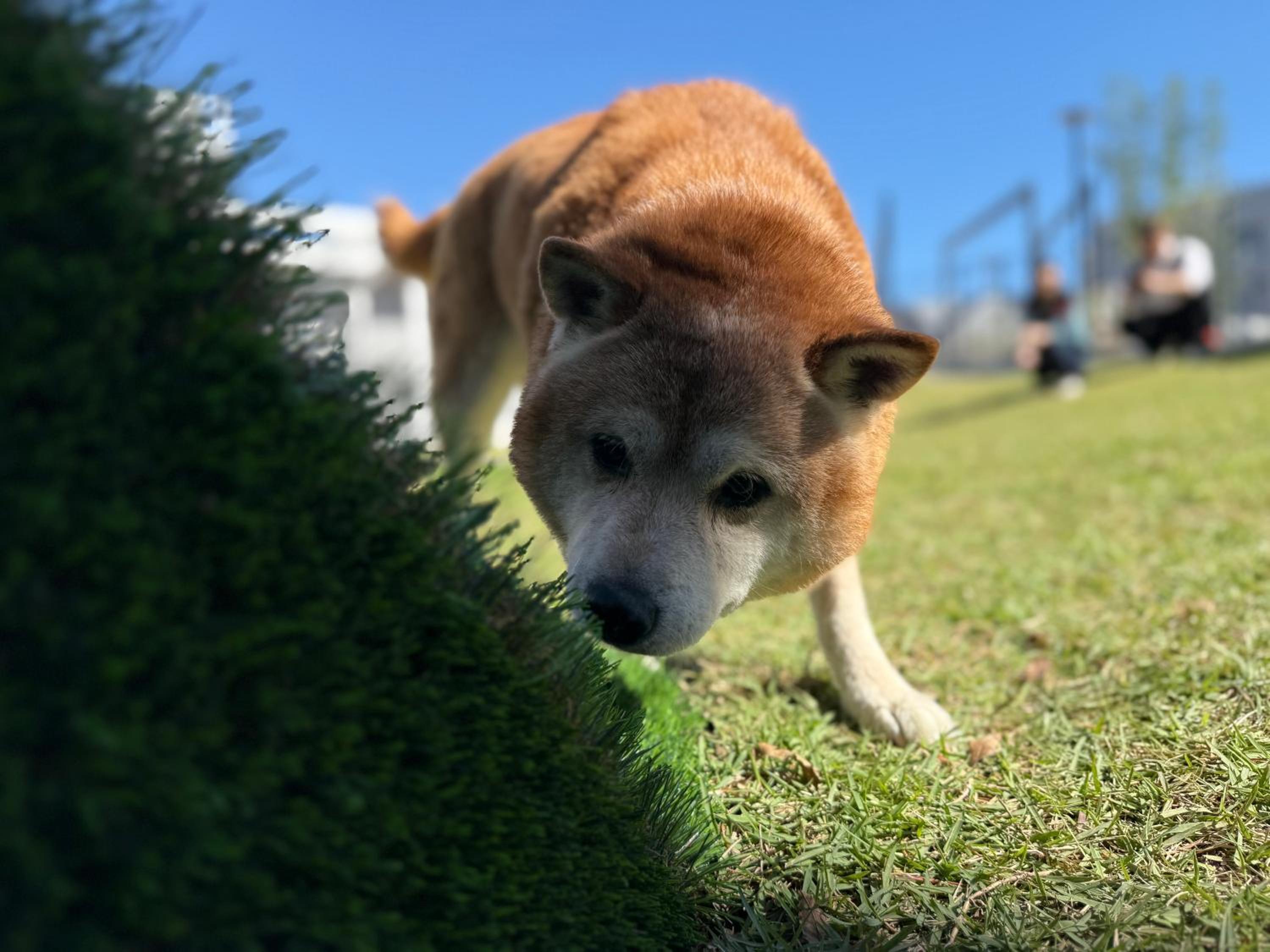 Dog Hotel Shirahama ドッグホテル シラハマ, Foto 72