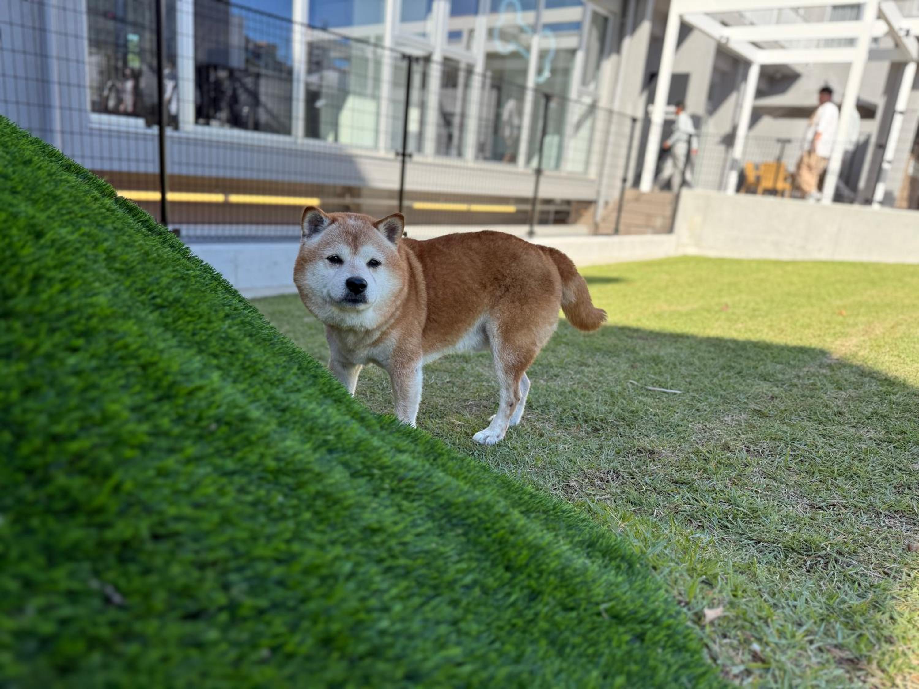 Dog Hotel Shirahama ドッグホテル シラハマ, Foto 41