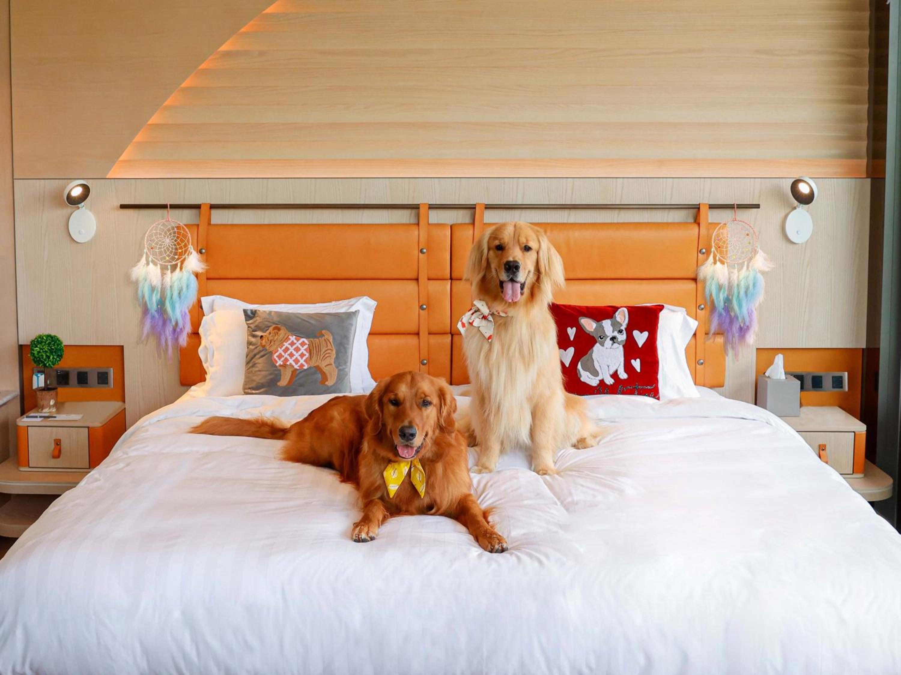 King Suite with Terrace Access - Dog-Friendly