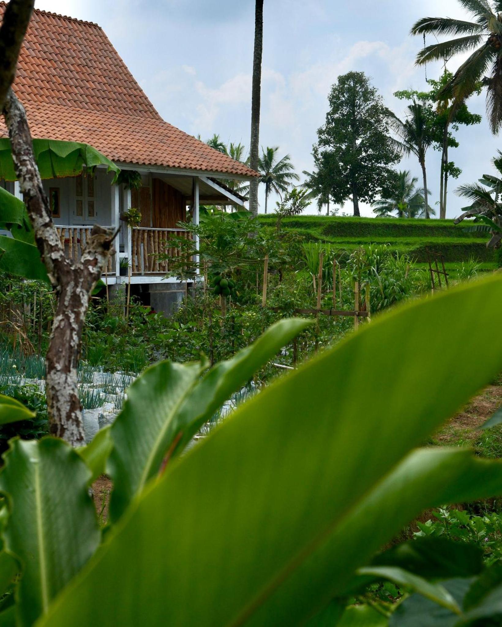 One-Bedroom Villa photo 2