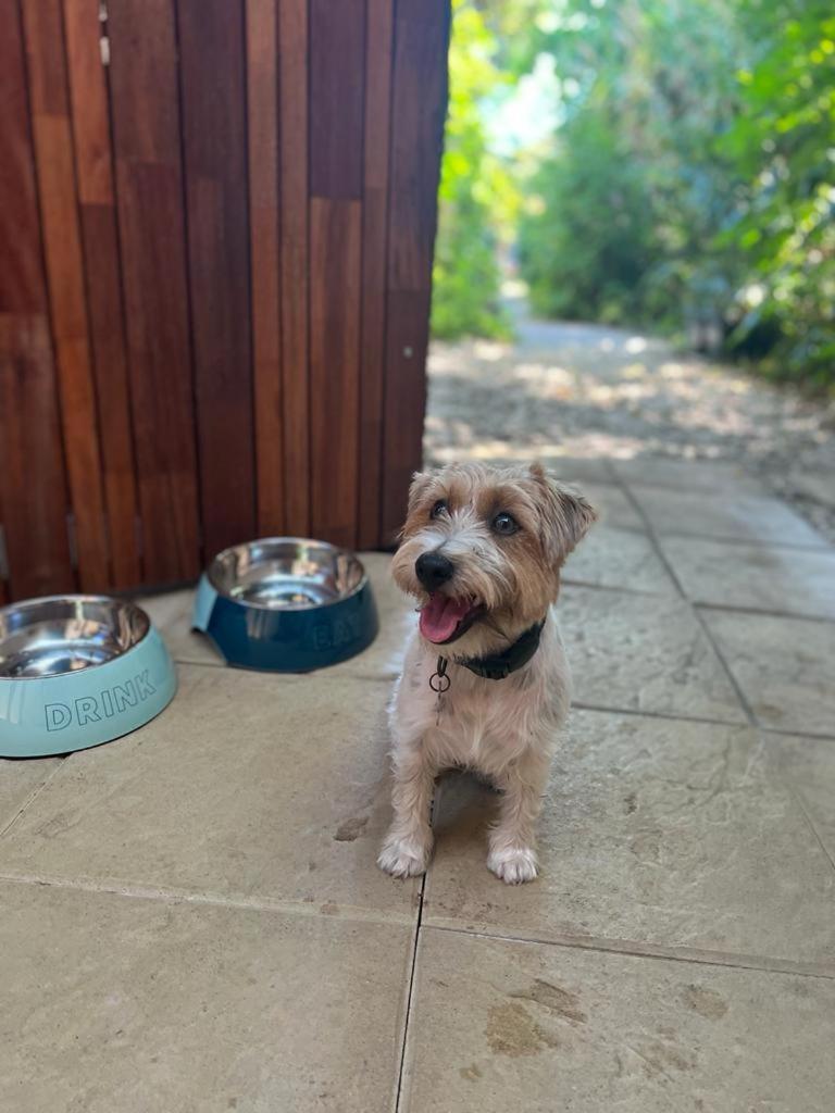 King Room - Dog Friendly photo 3