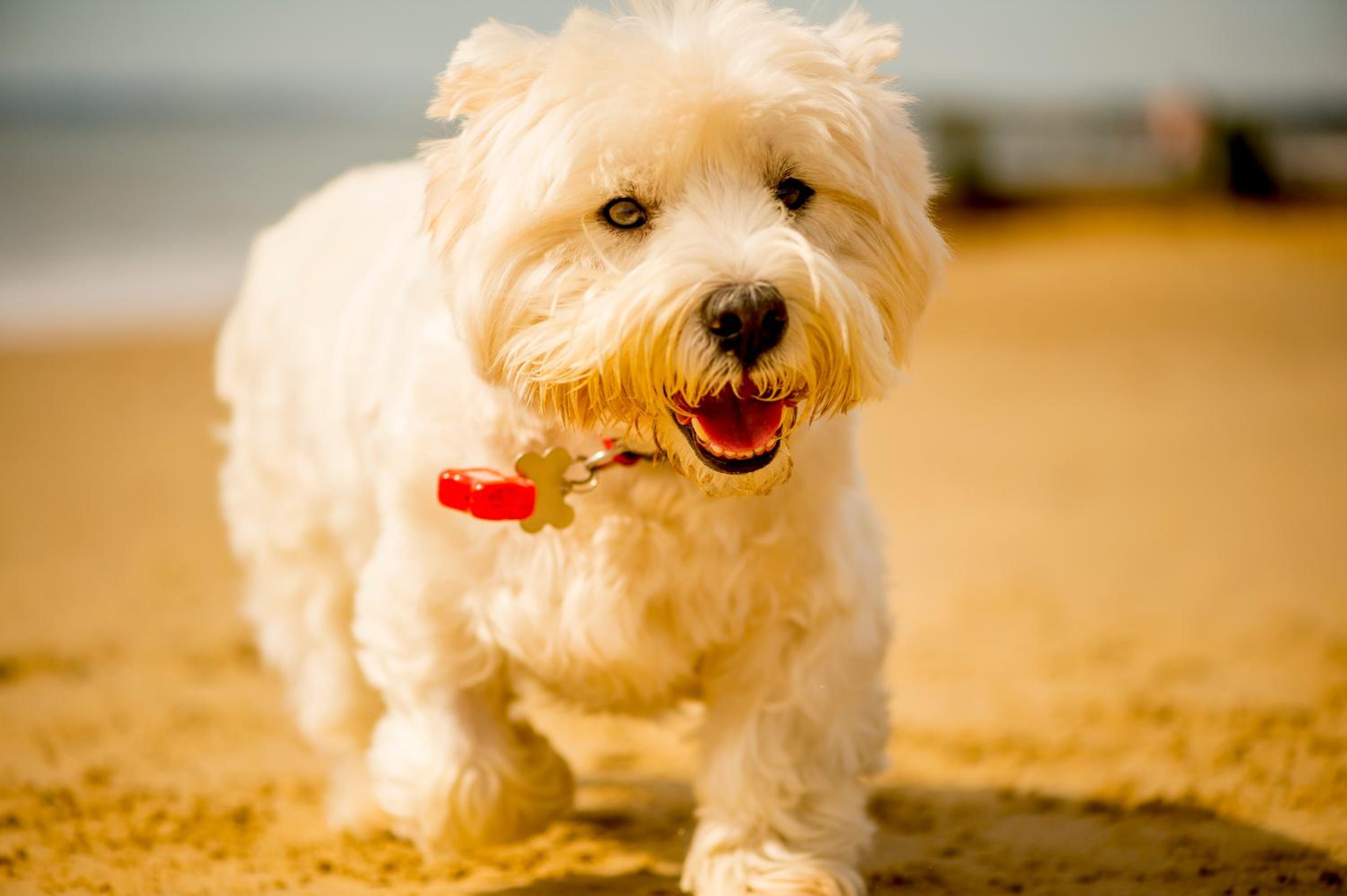 Double or Twin Room with Sea View - Dog Friendly  - Photo 2