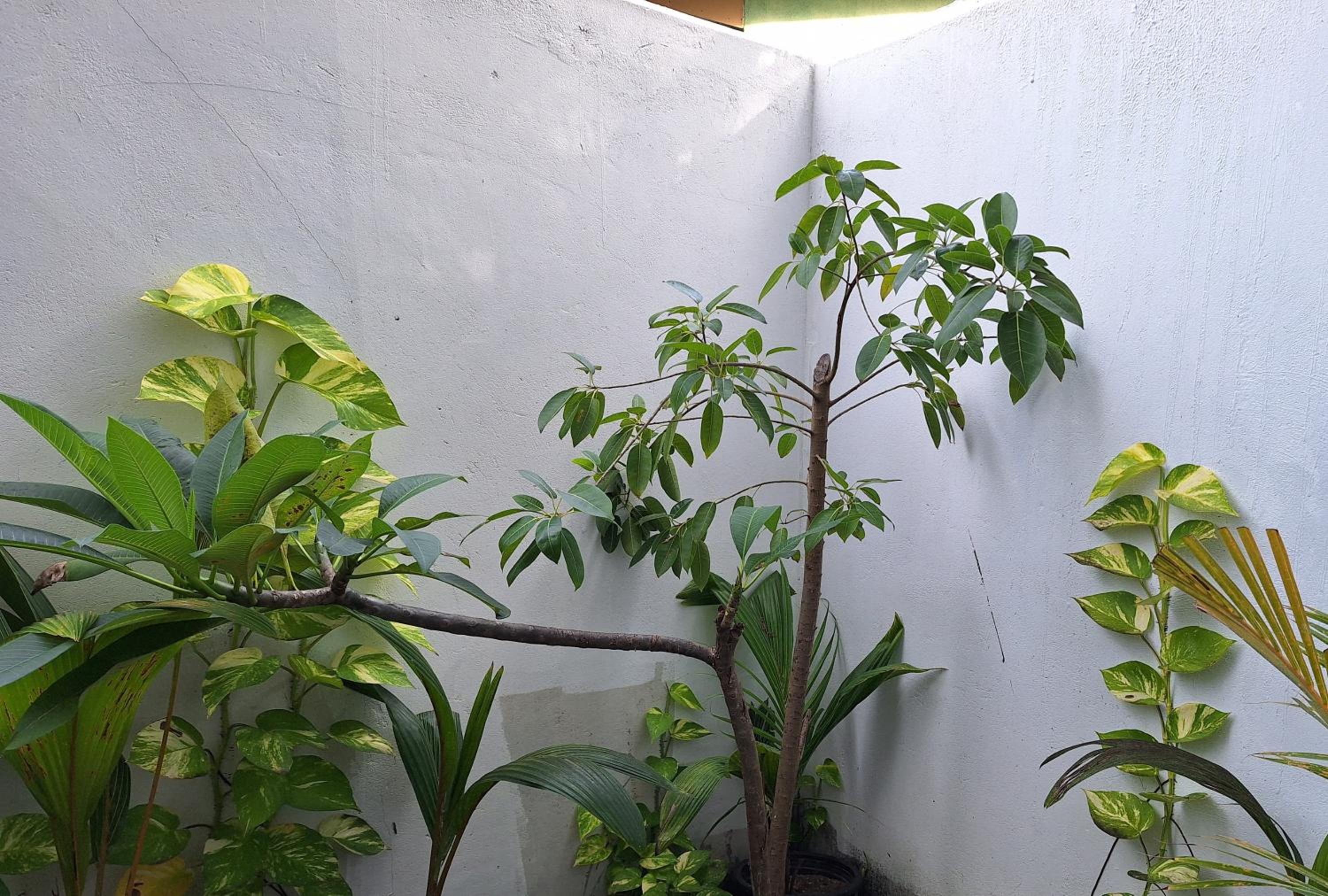 Deluxe Double Or Twin Room With Garden View