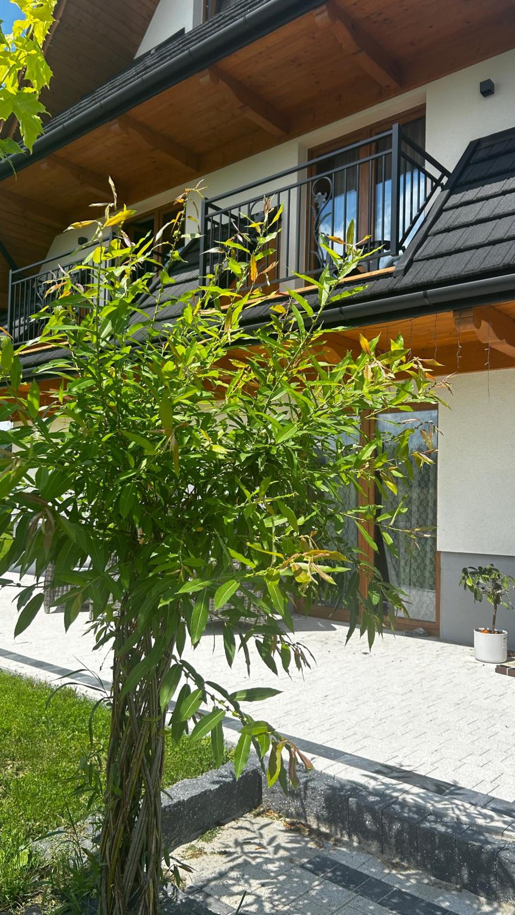 Double Room with Balcony (2 Adults + 1 Child) photo 1