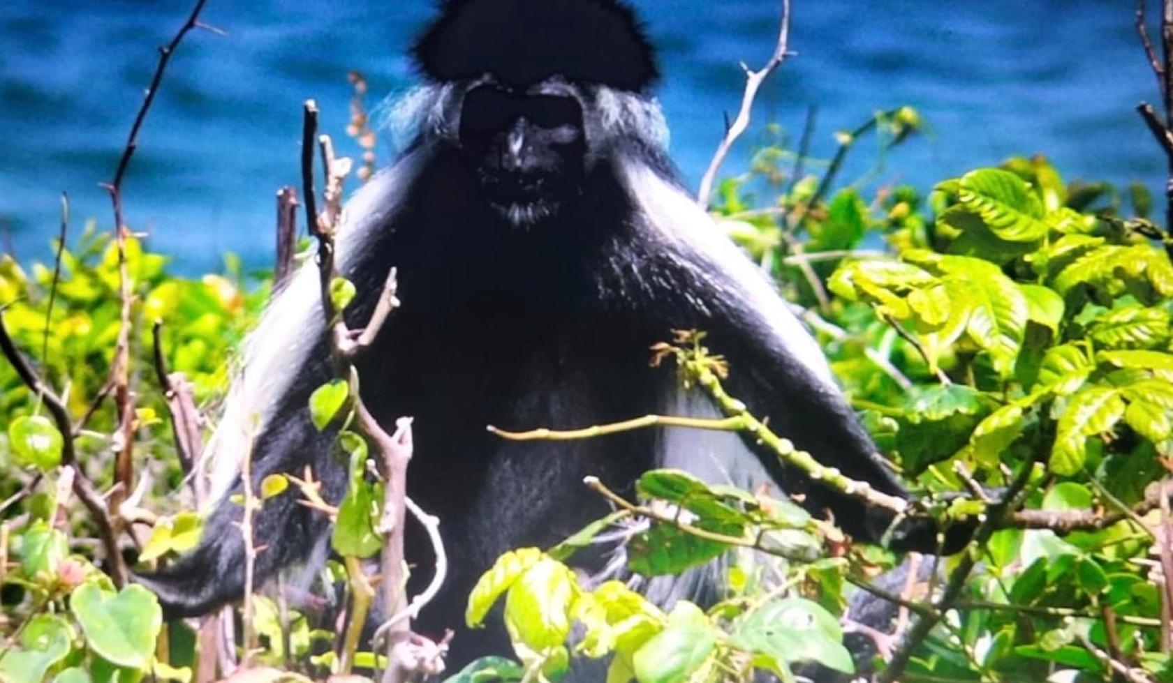 Villa - Photo 56