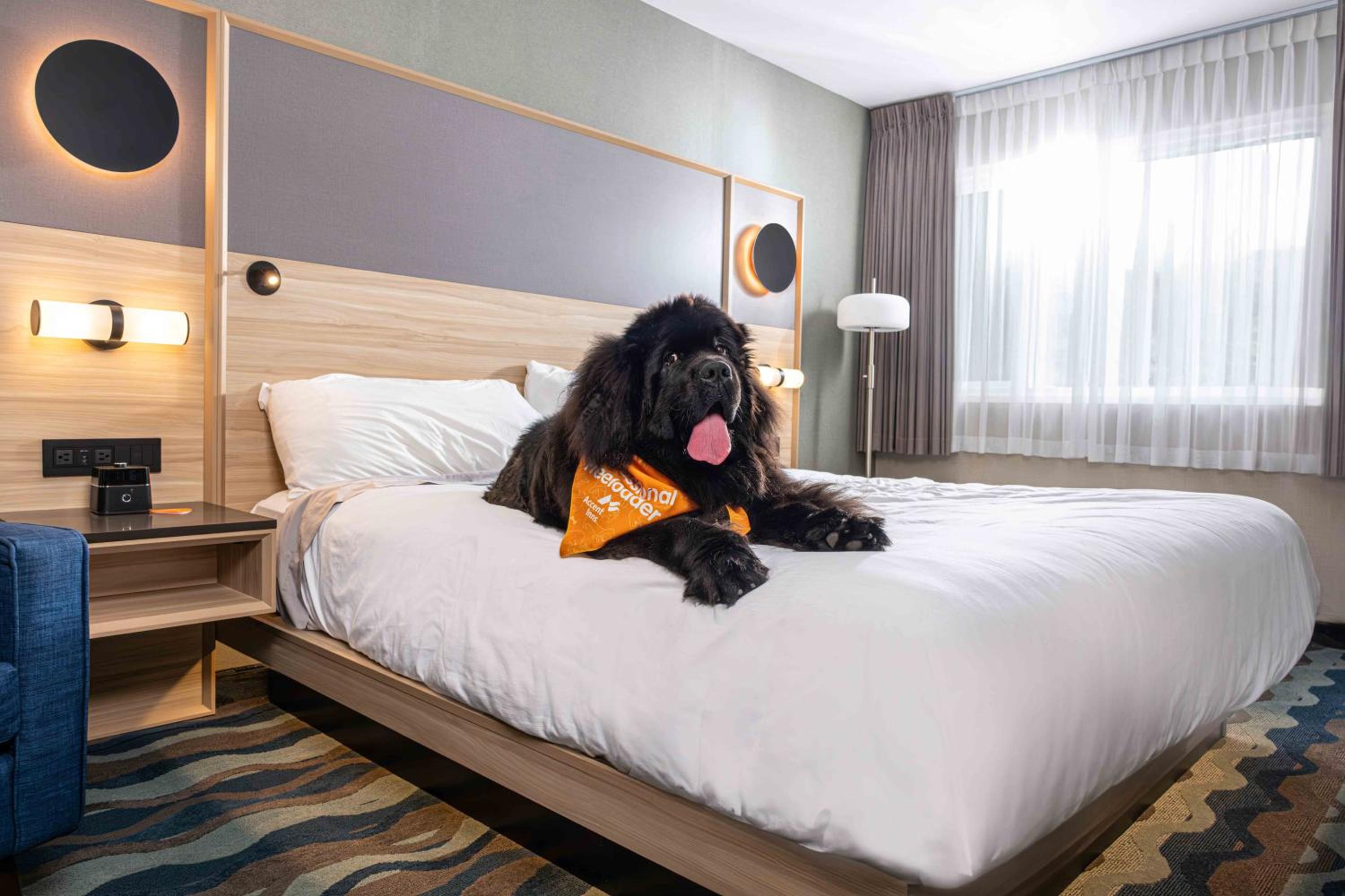 King Room - Photo 1