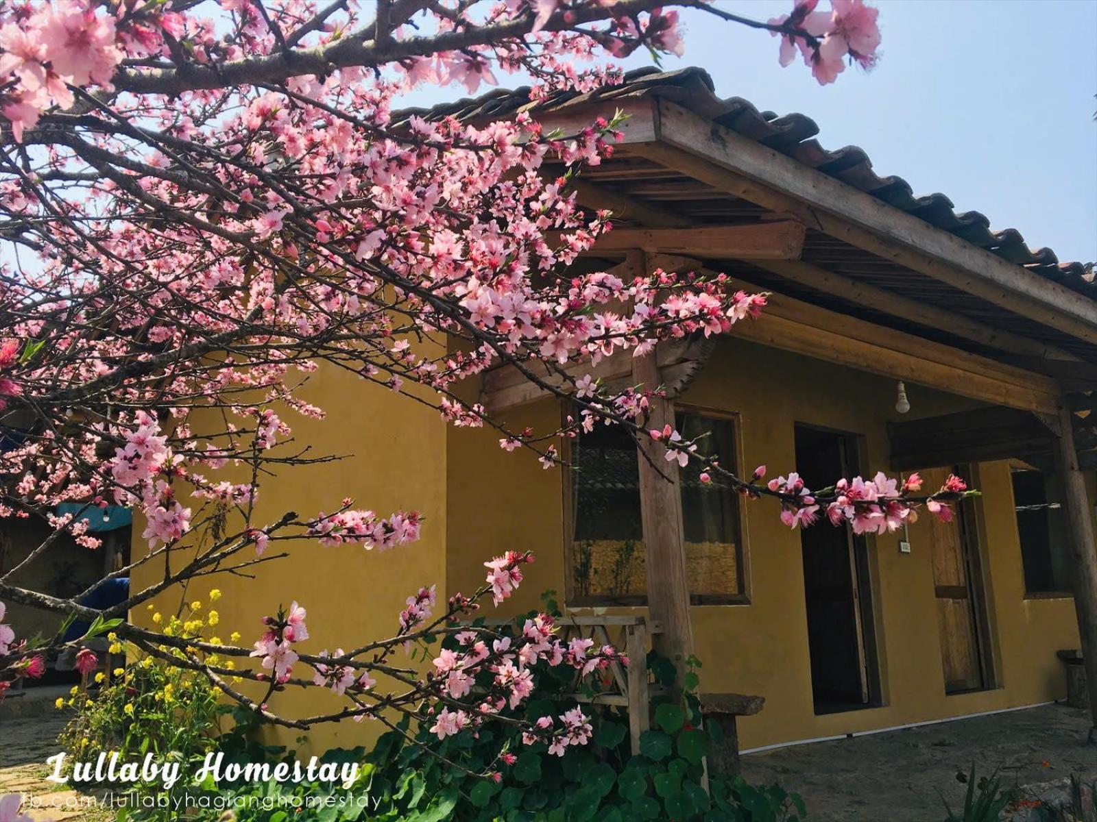 Bungalow with Garden View photo 2