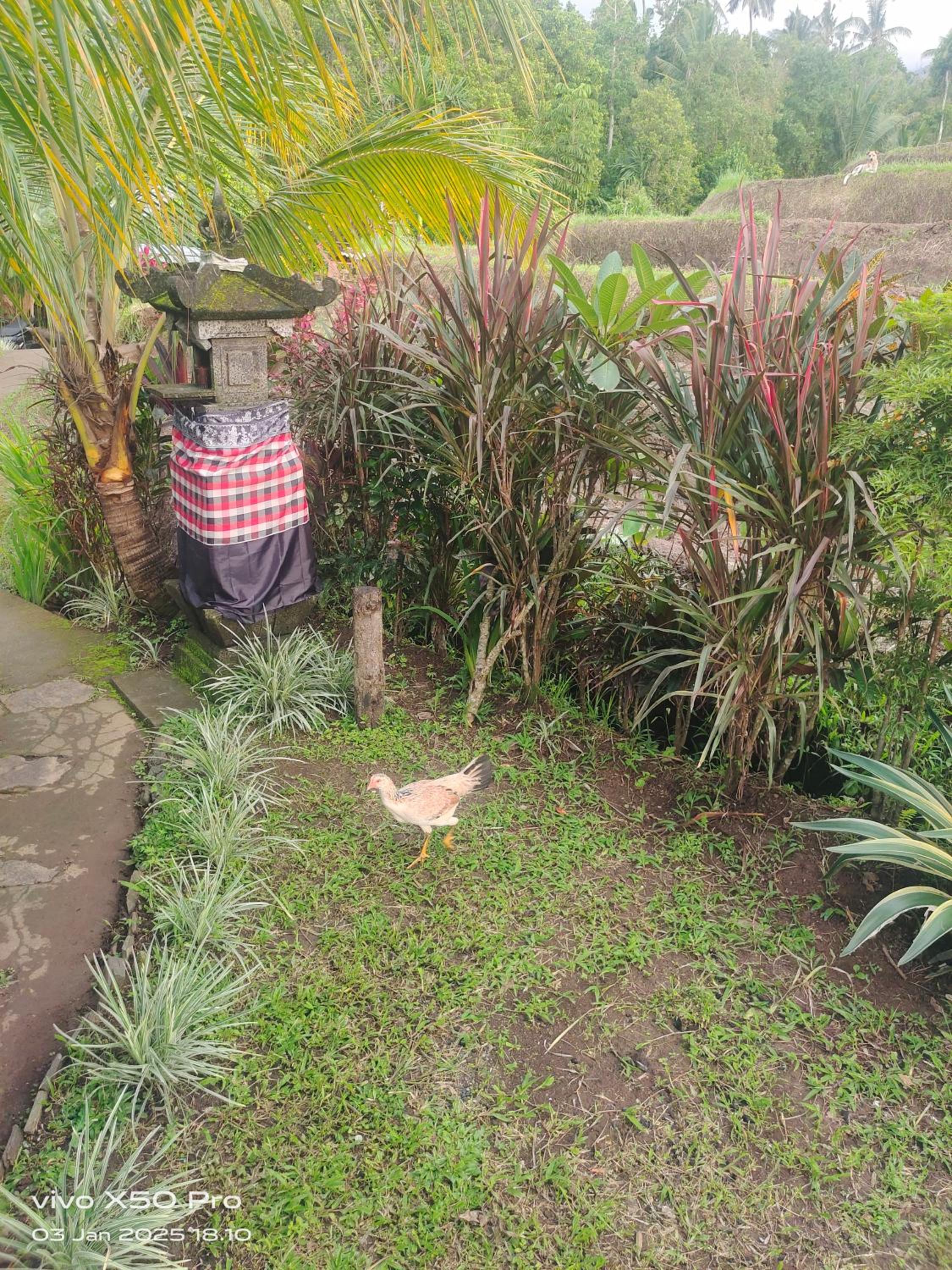 Double Room with Garden View