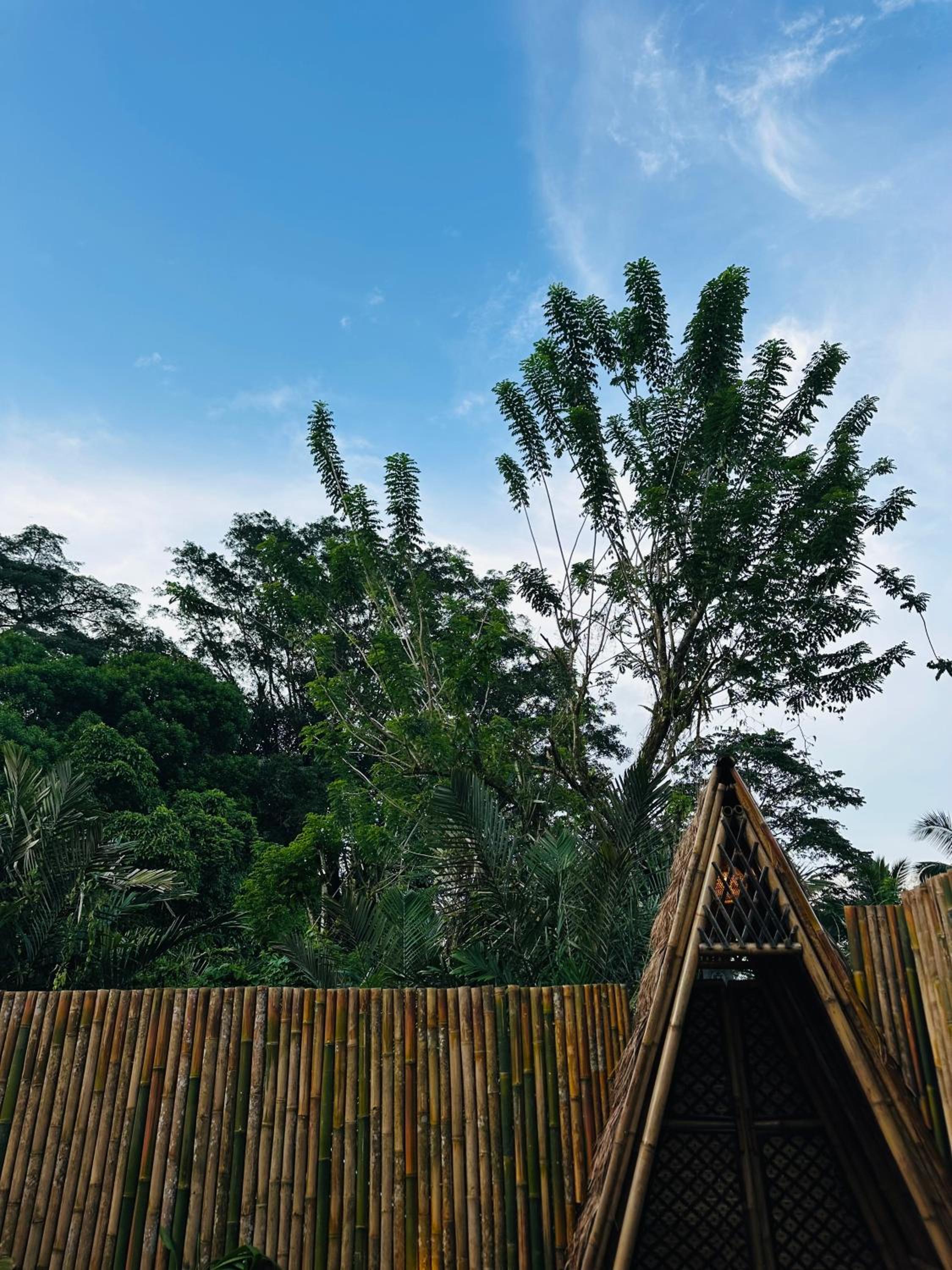 Bamboo House - Ecobreeze, photo 178