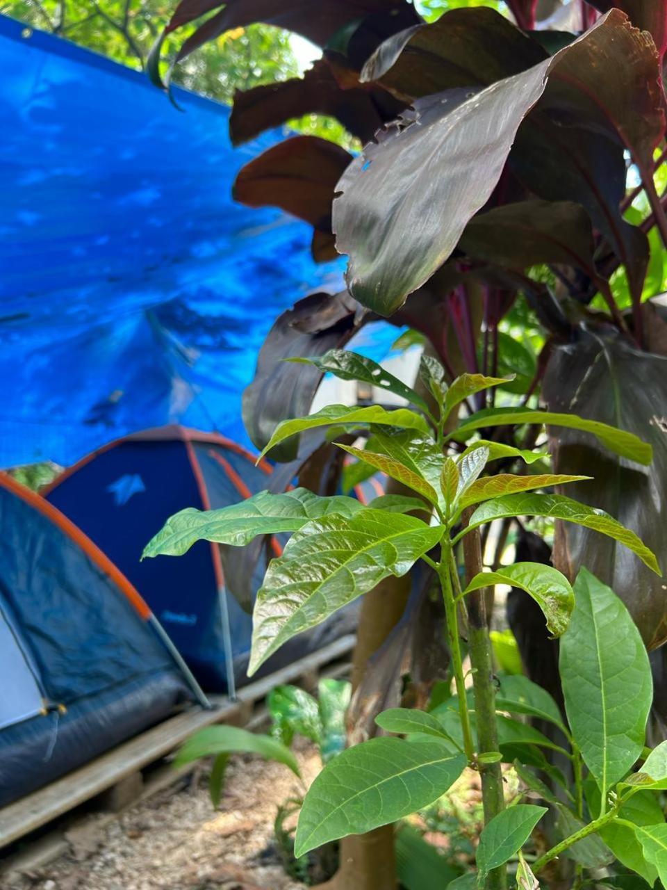 Tent