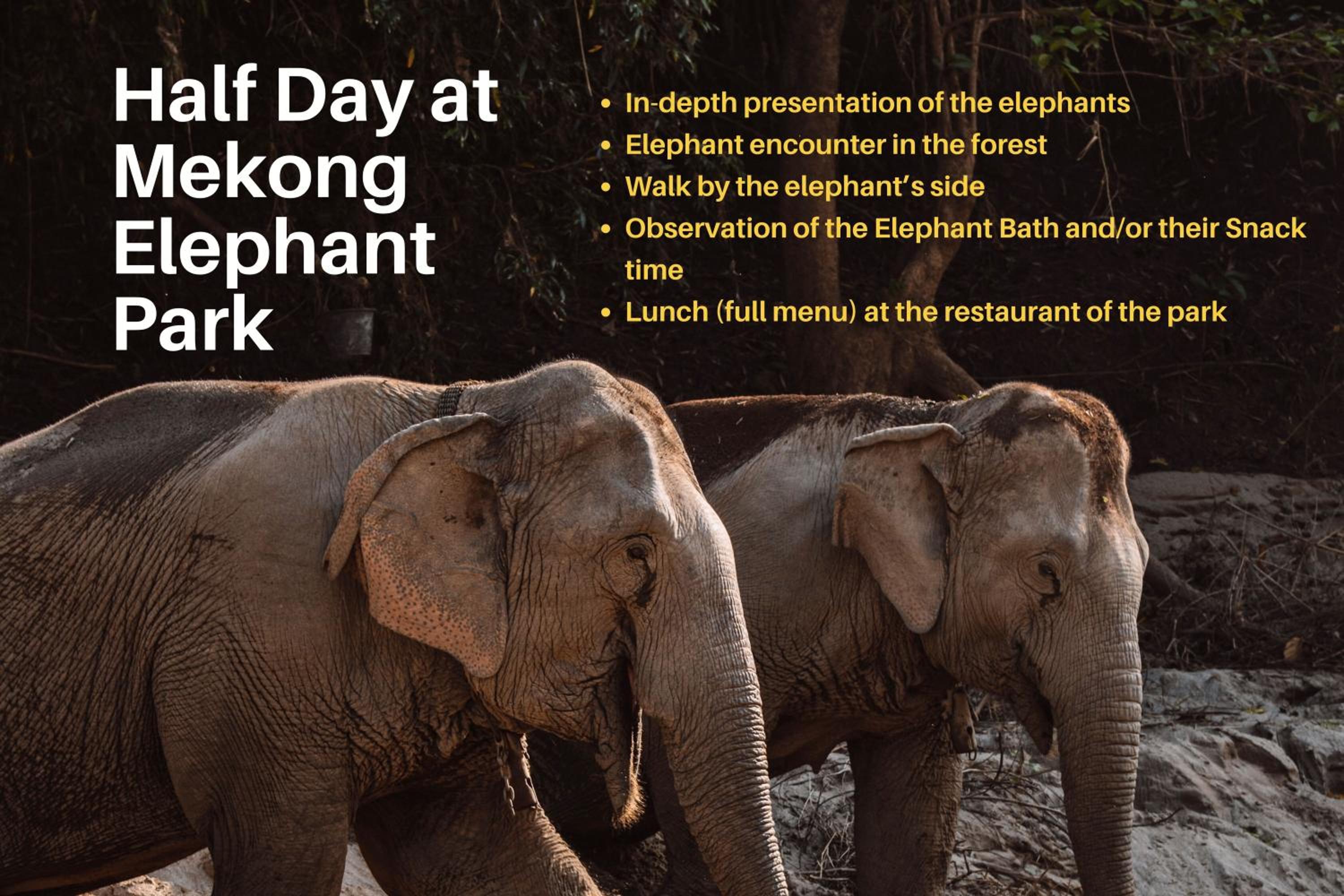 Double or Twin Room with Mekong Elephant Experience Tour photo 3