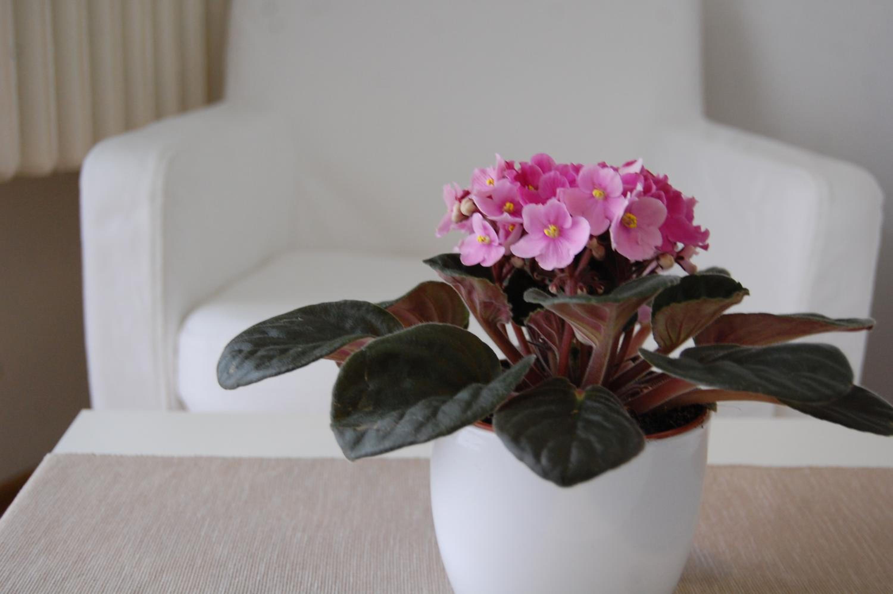 Apartment with Terrace - Photo 18