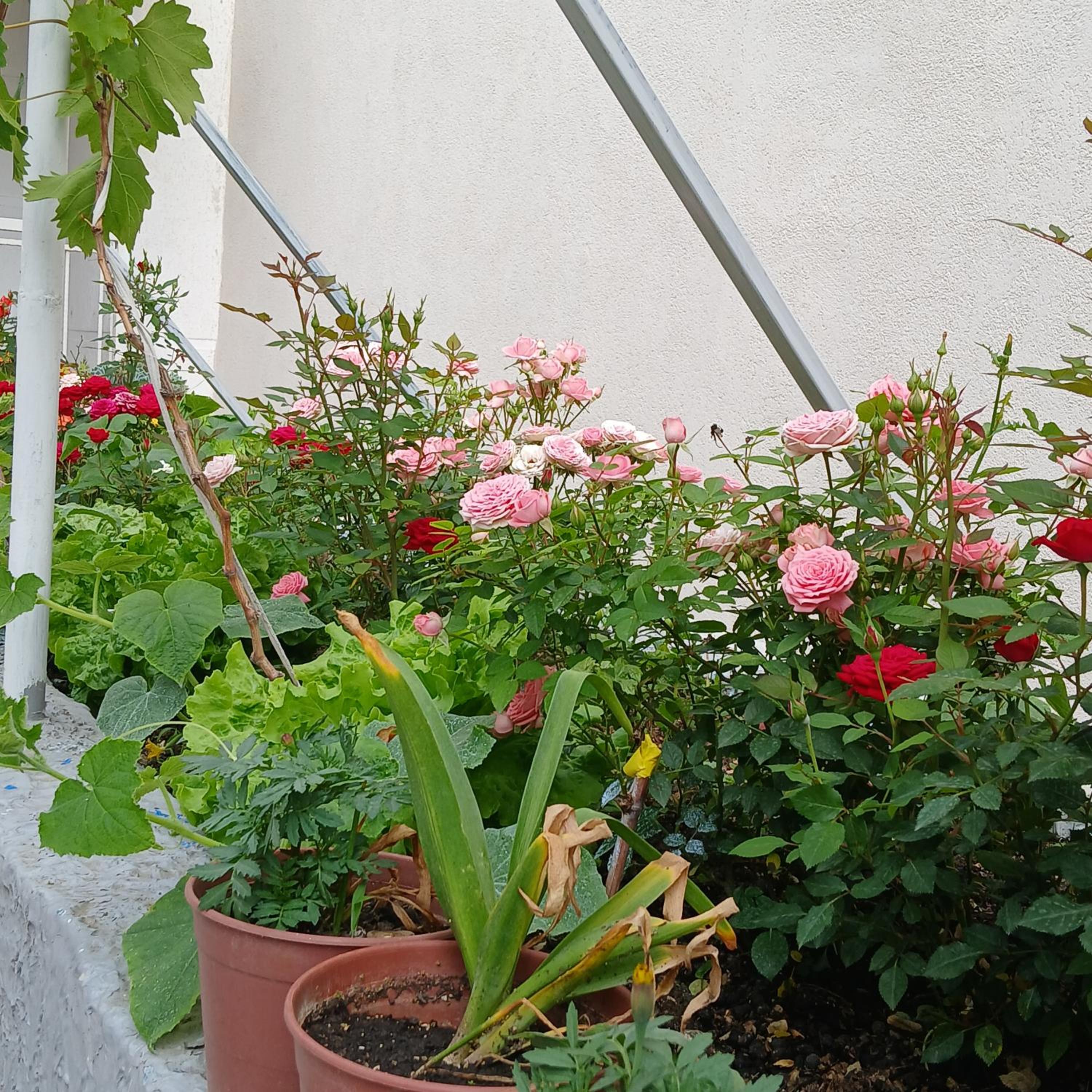 Apartment with Garden View
