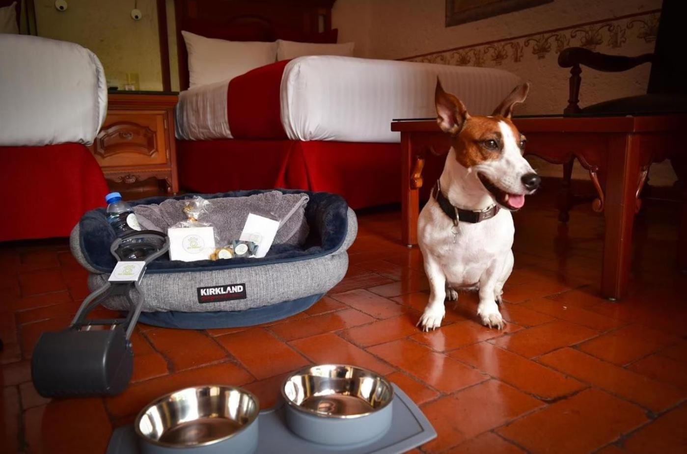 Standard Double - Dog Friendly