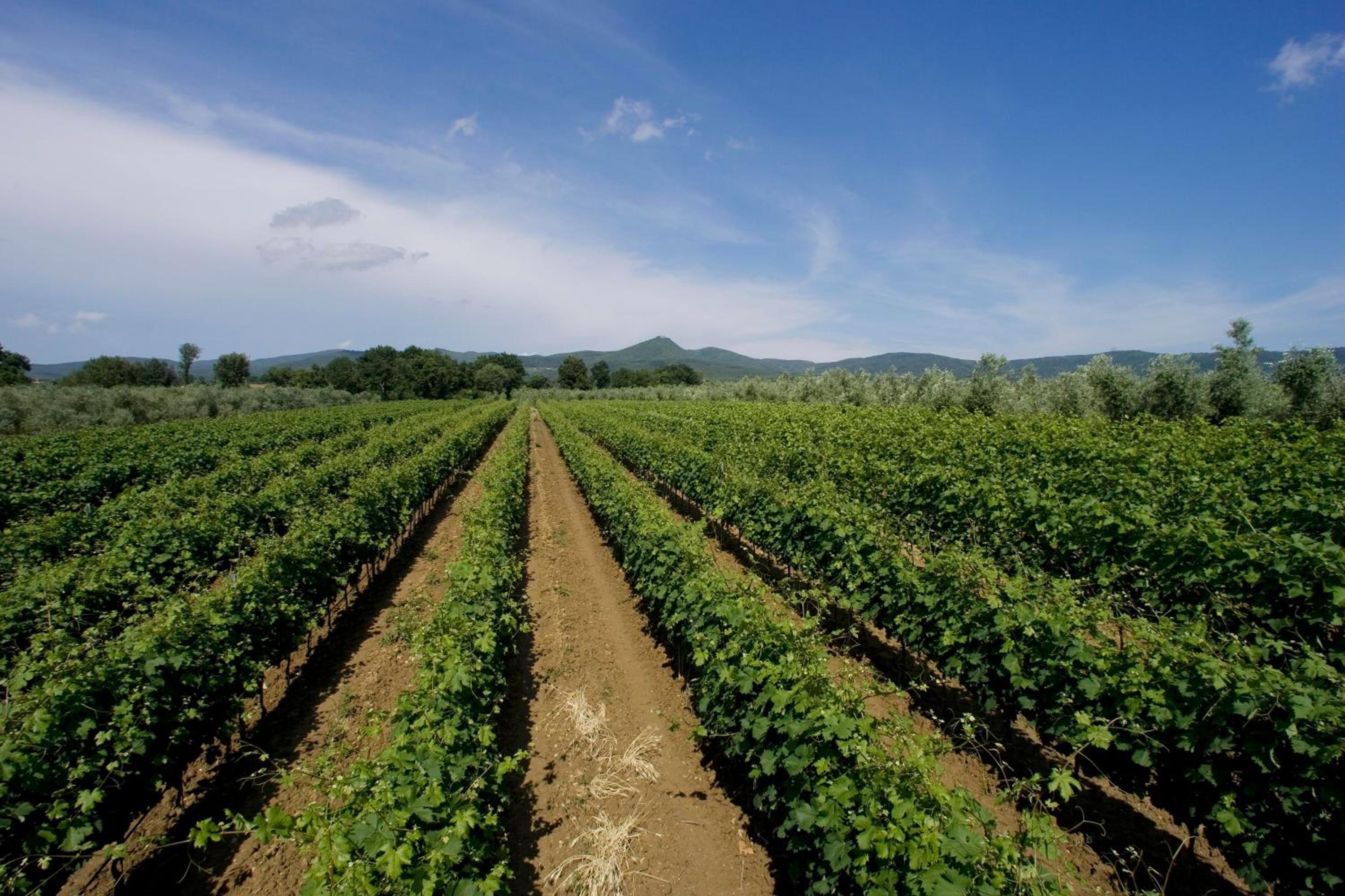 Agriturismo Eucaliptus, Bilde 21