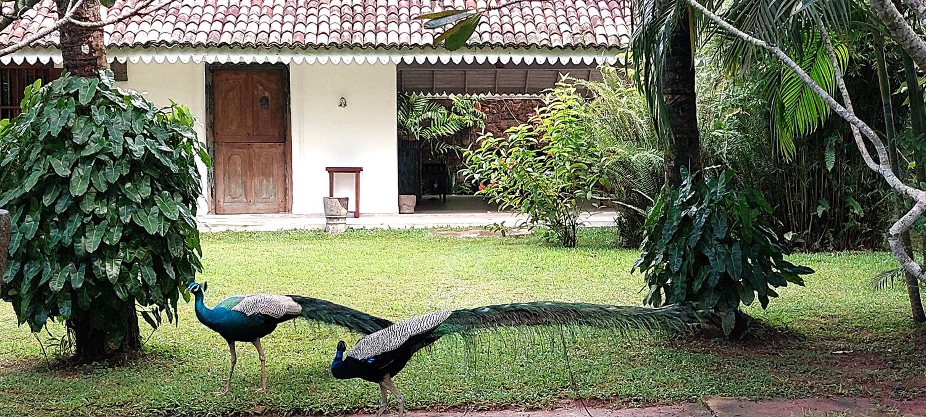 Bungalow