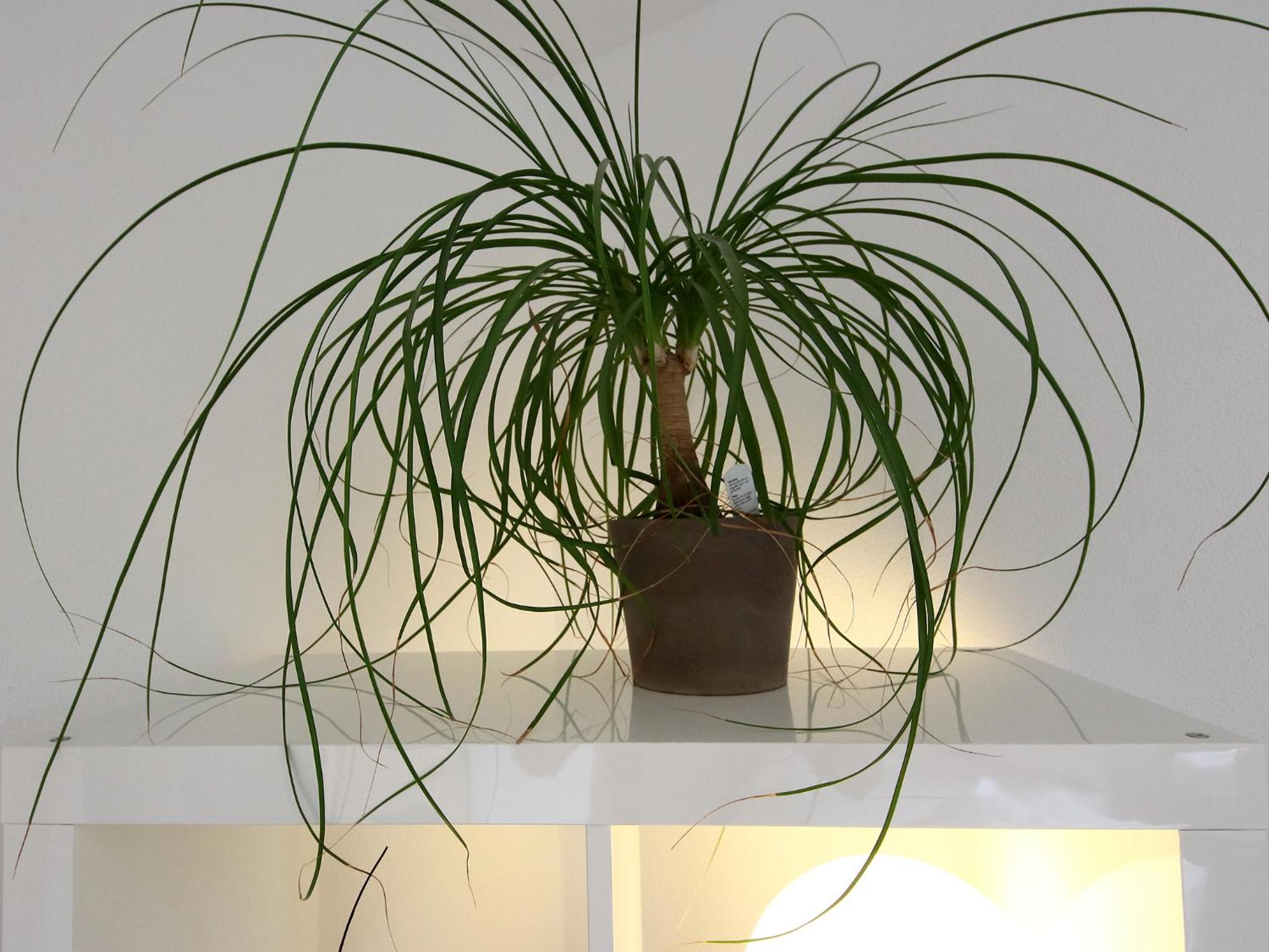Apartment with Terrace - Photo 11