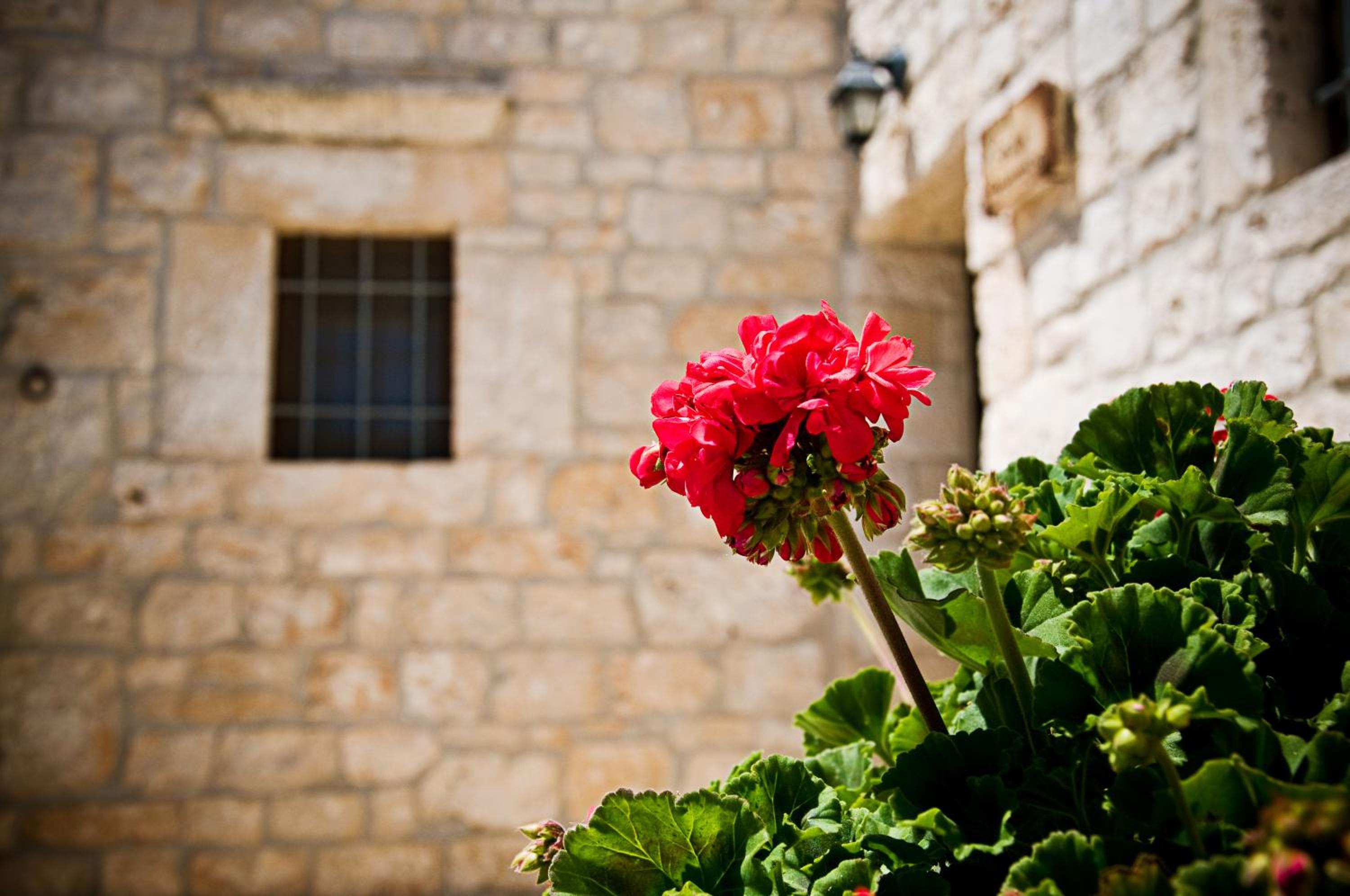 Trullo One-Bedroom House with Garden View photo 2