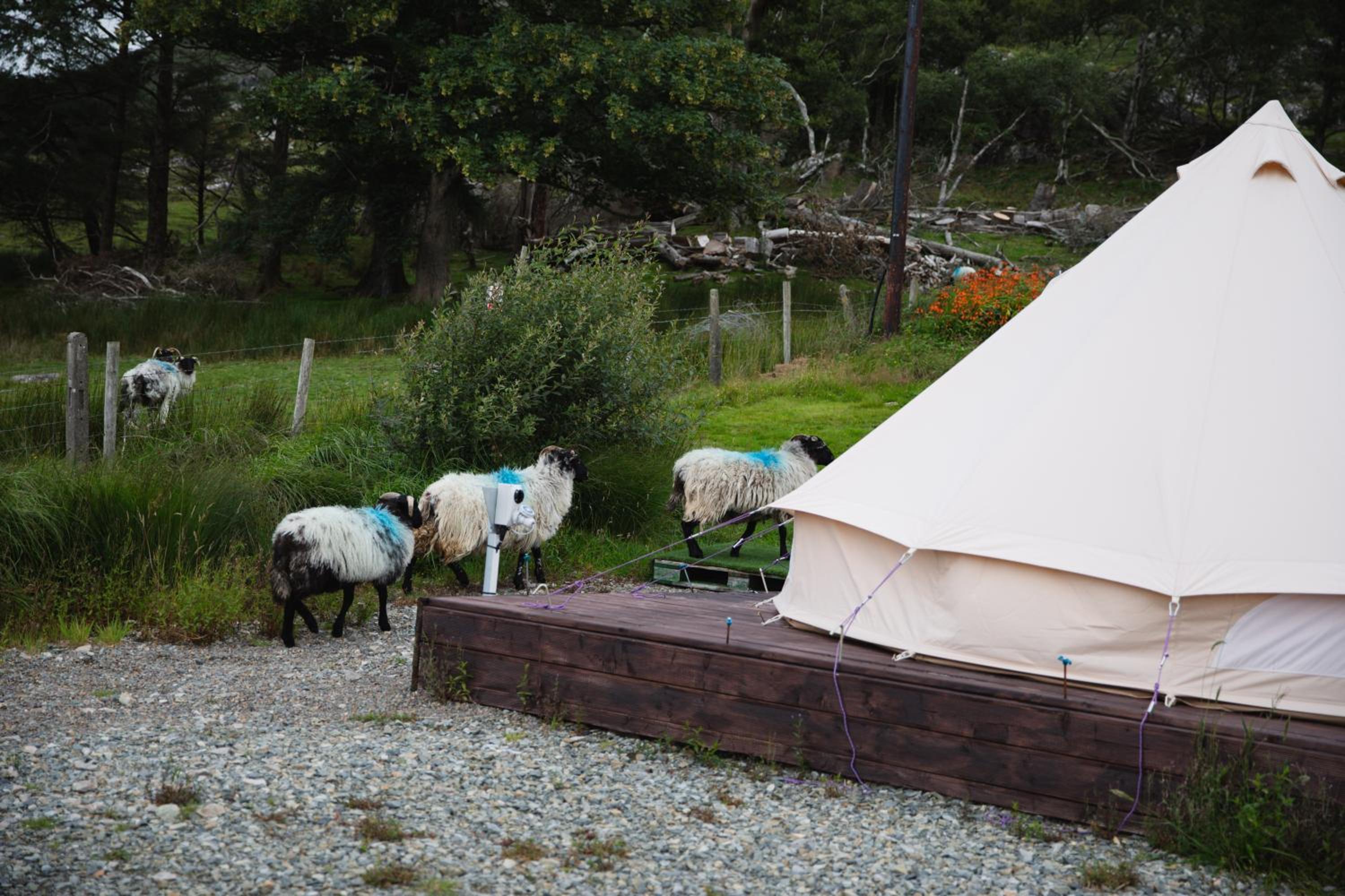 Tent photo 1