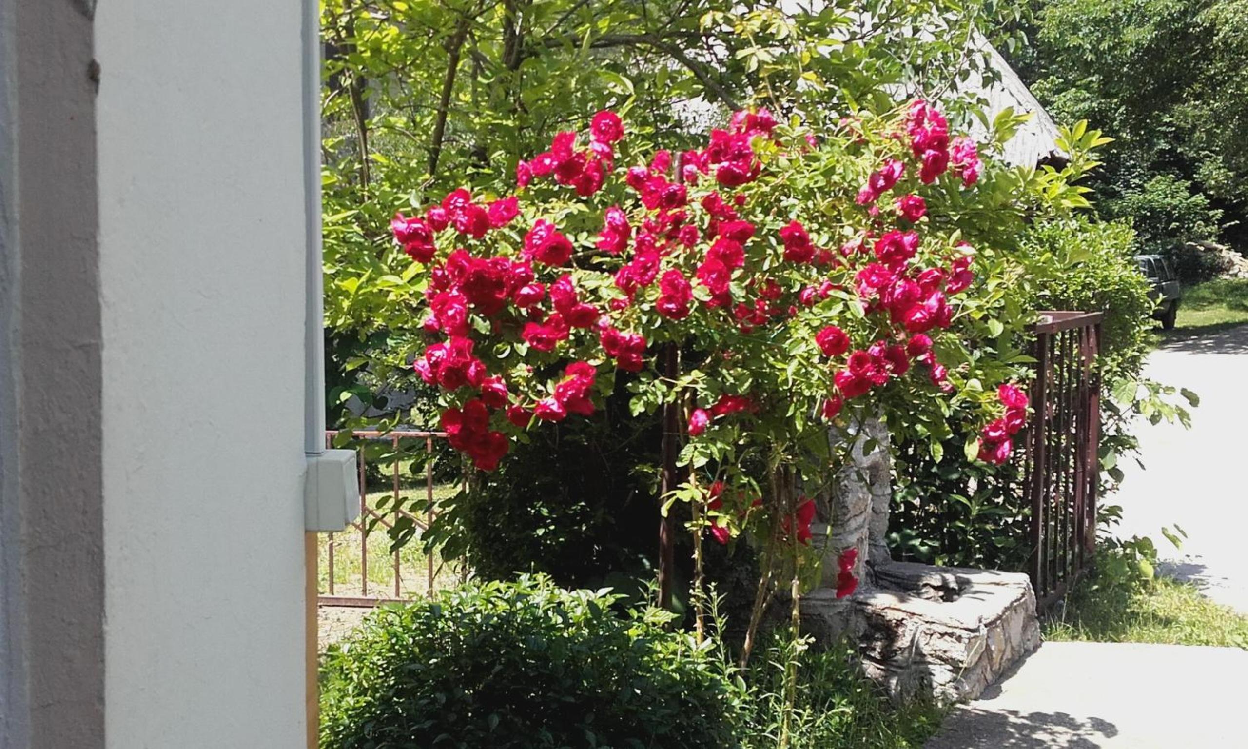 Apartment with Garden View photo 2