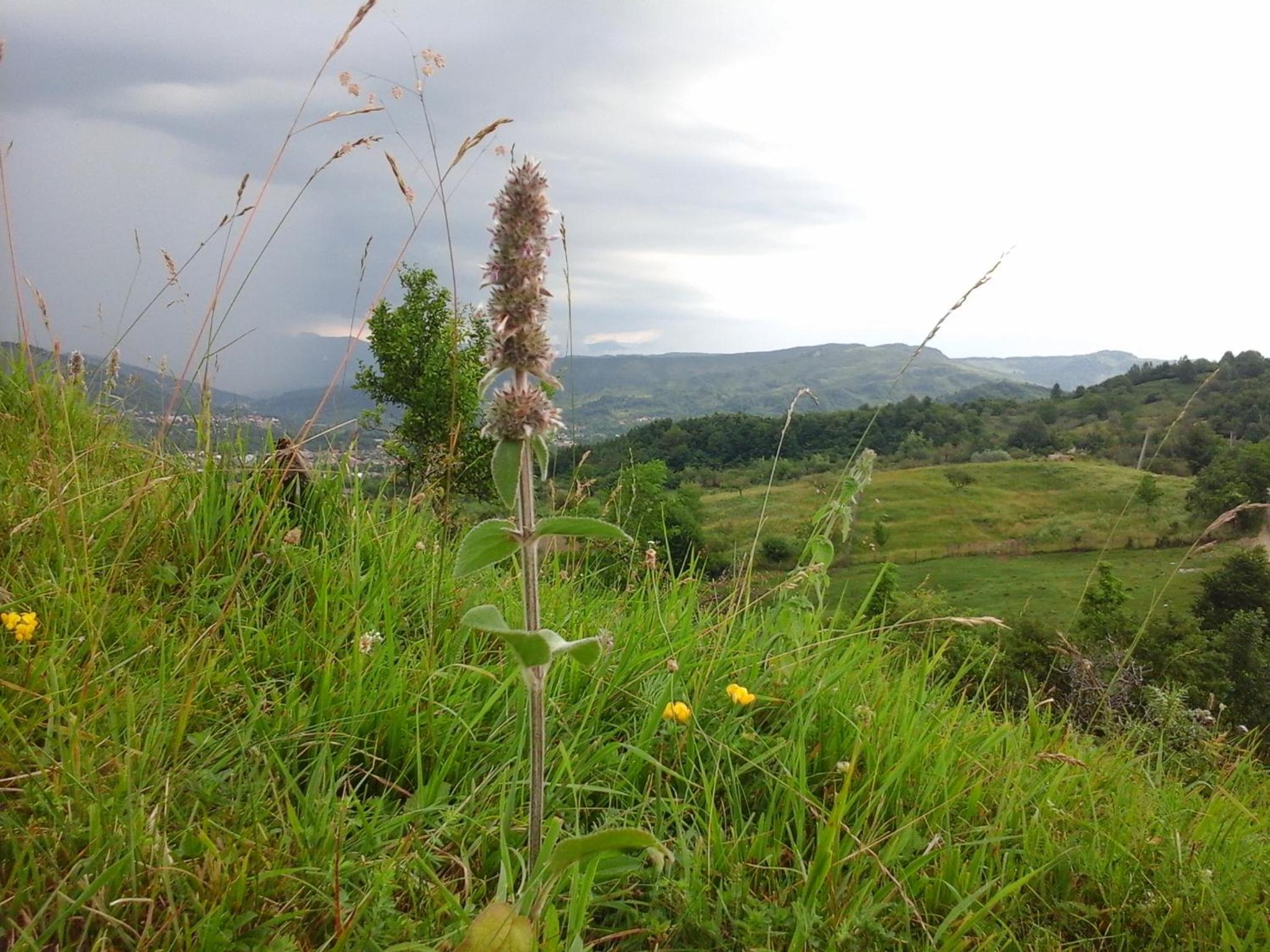 Holiday Home photo 3