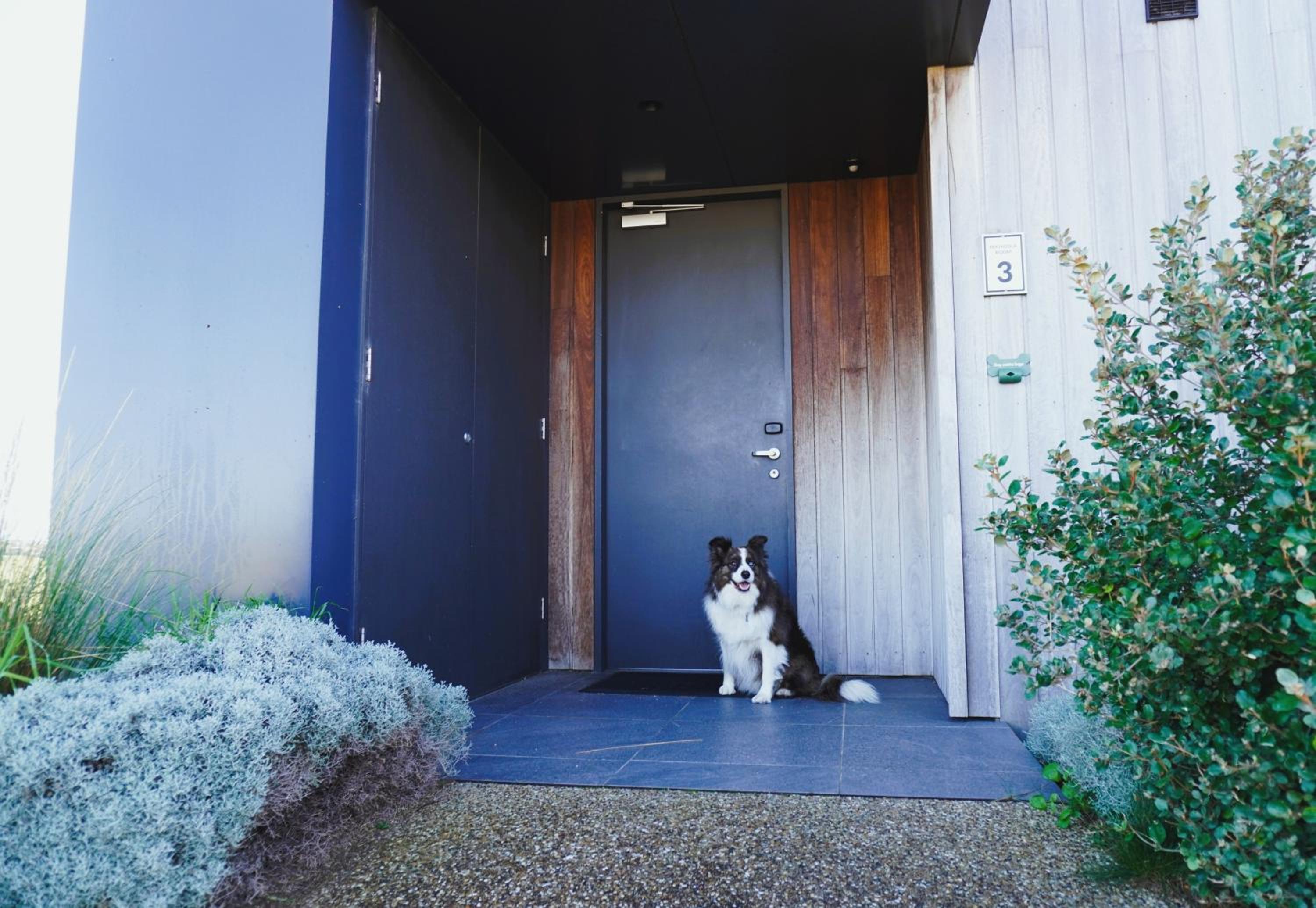 Pet Friendly Accessible Room