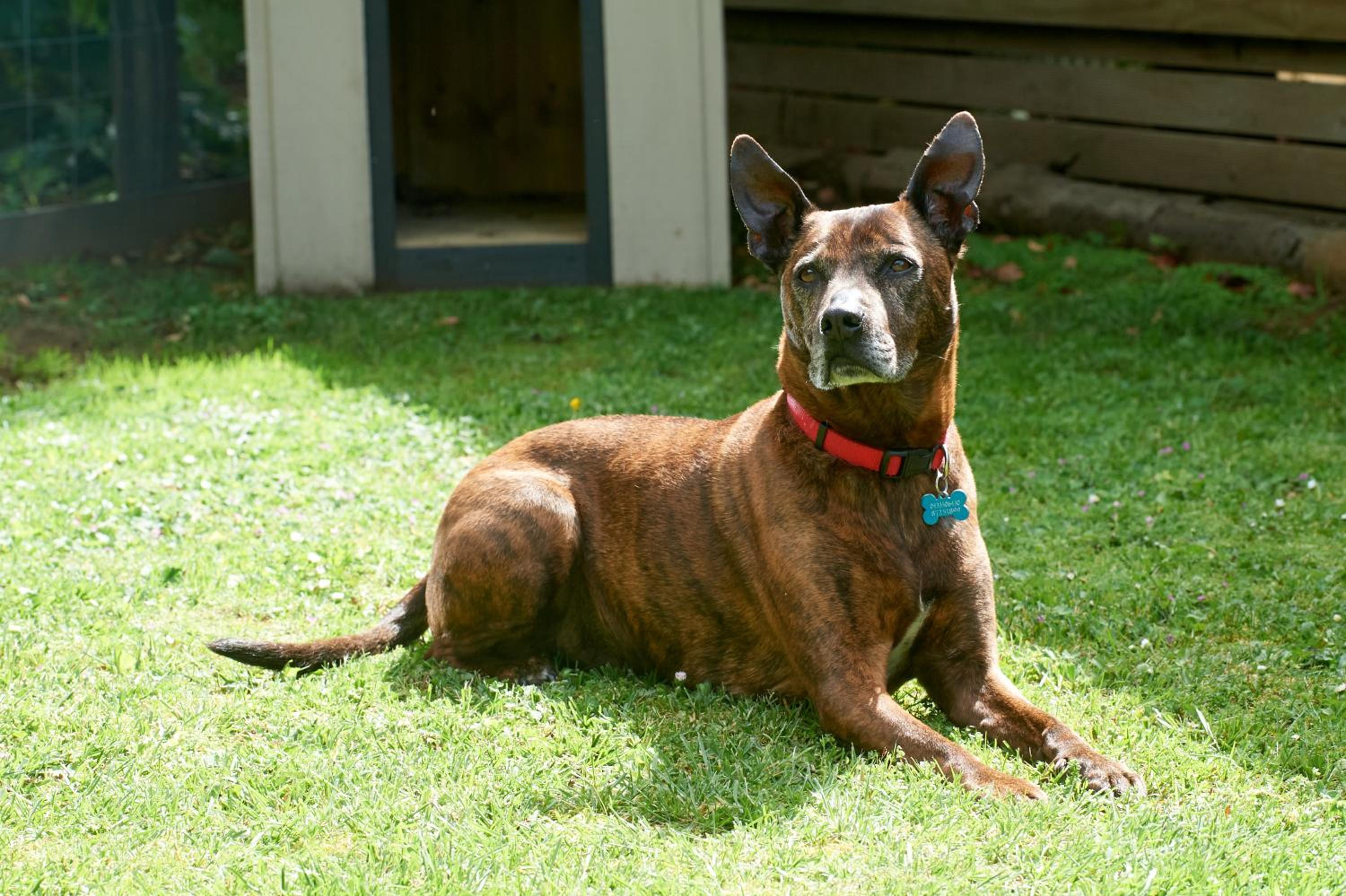 Basic Two-Bedroom Dog Friendly Cabin