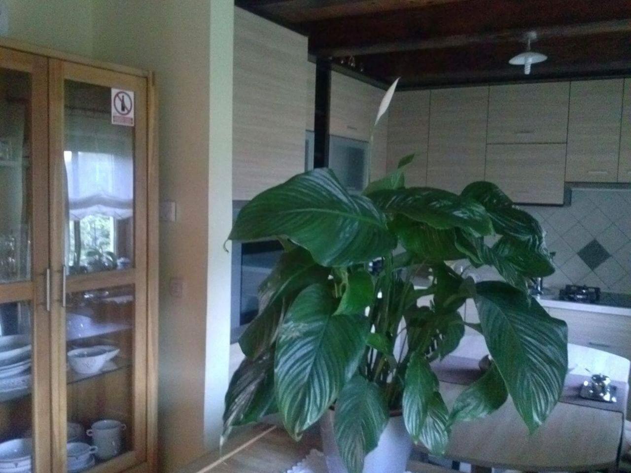 Two-Bedroom House - Photo 11