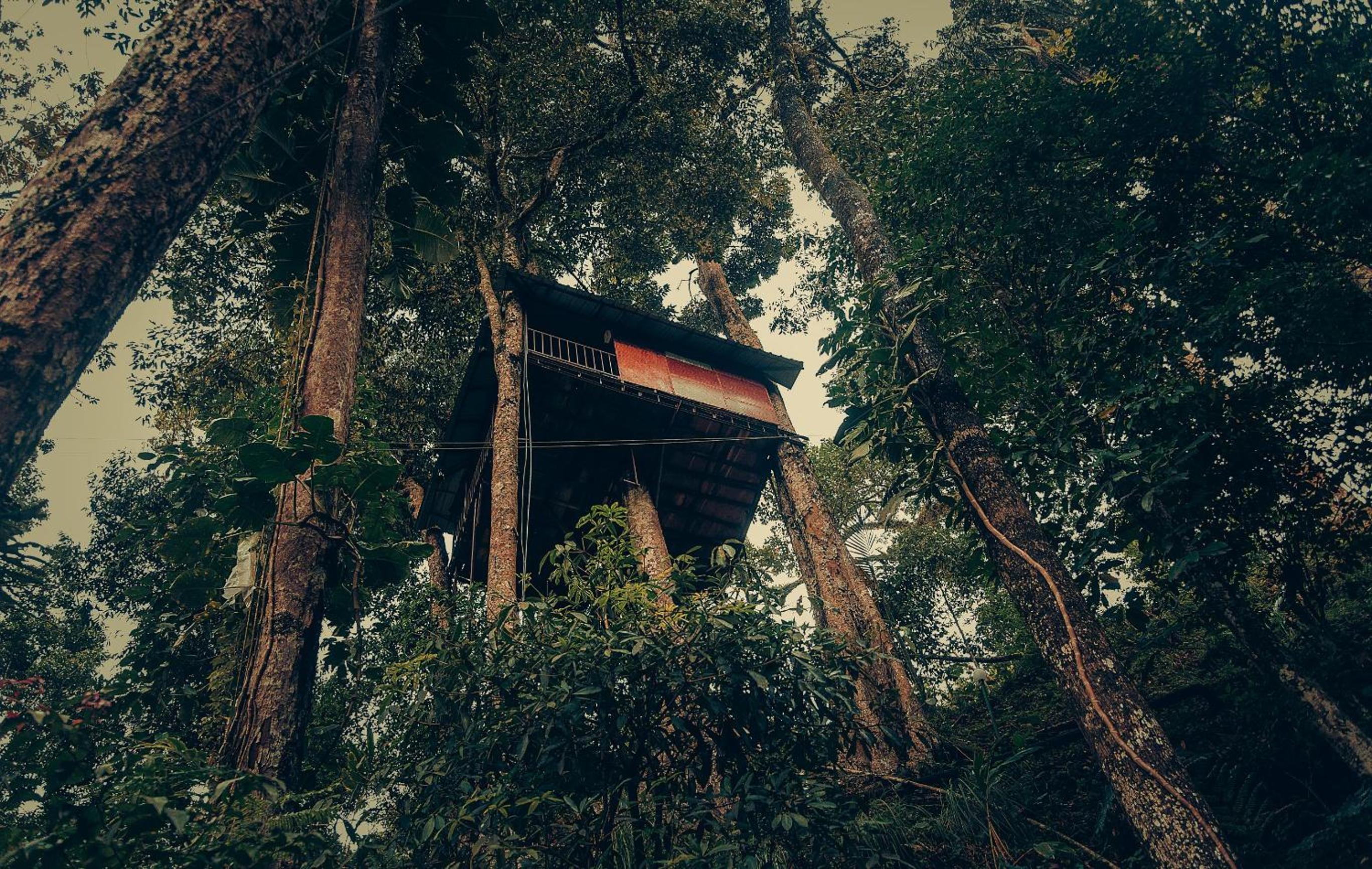 Tree House - Photo 10