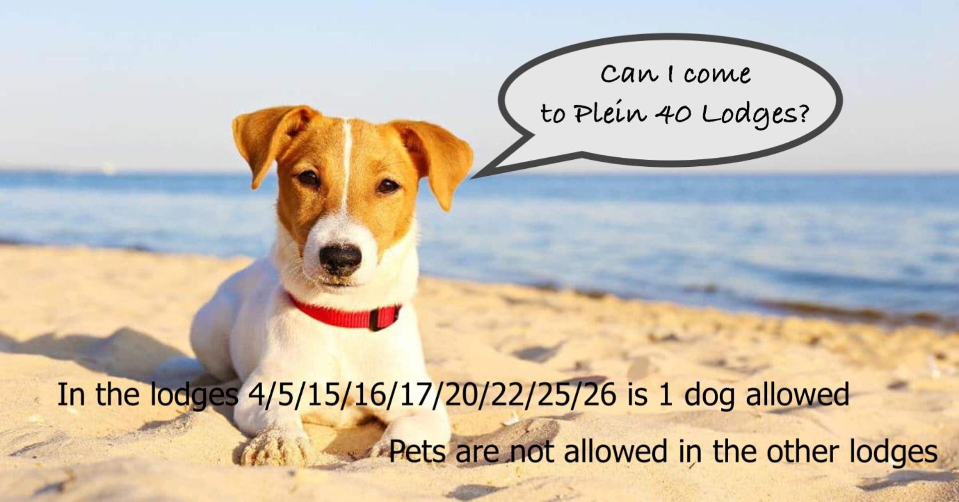 Lodge 2 (Pets not allowed) photo 2